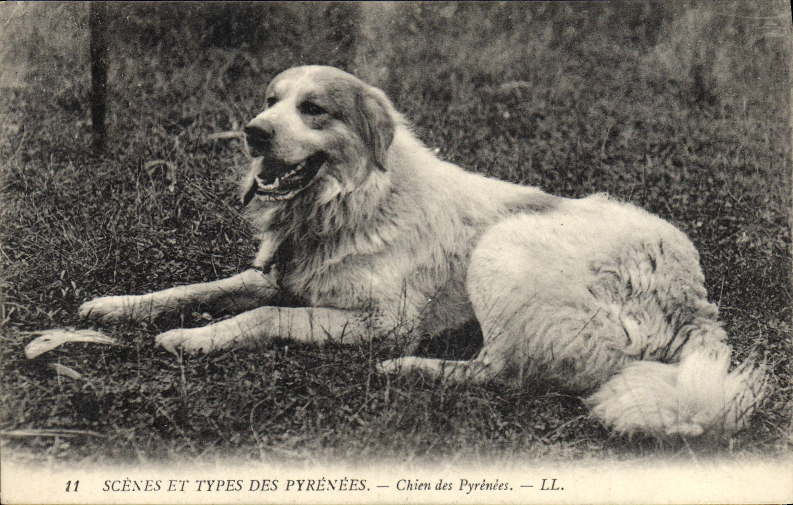 CPA Chien Chiens des Pyrenees 