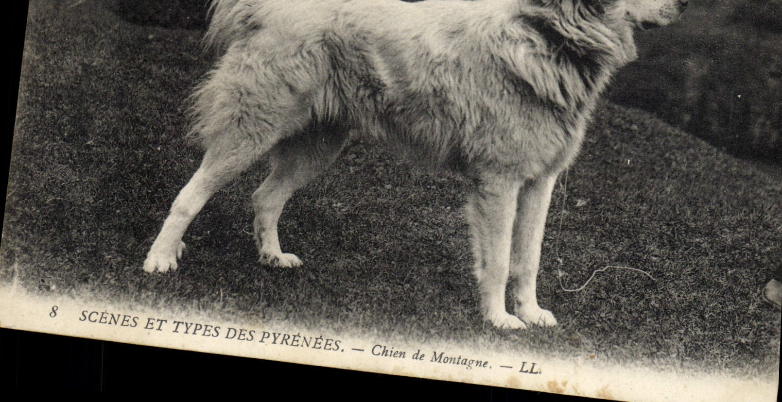 CPA Chien de montagne Pyrenees 