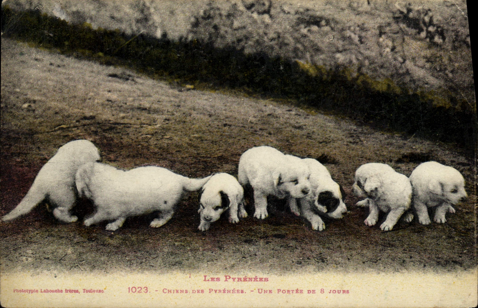 CPA Chien Chiens des Pyrenees Une portee de 8 jours