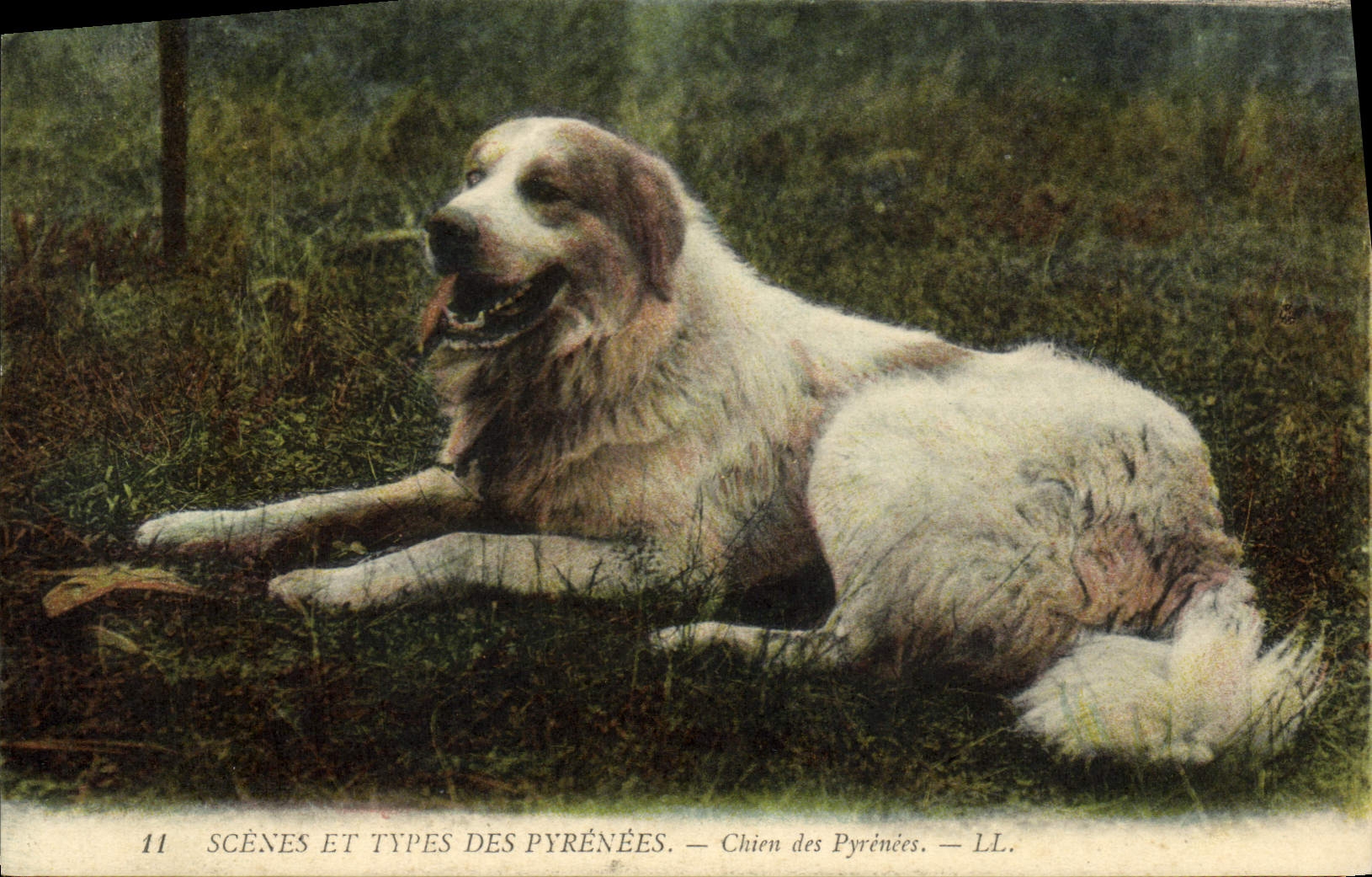 CPA Chien Chiens des Pyrenees 