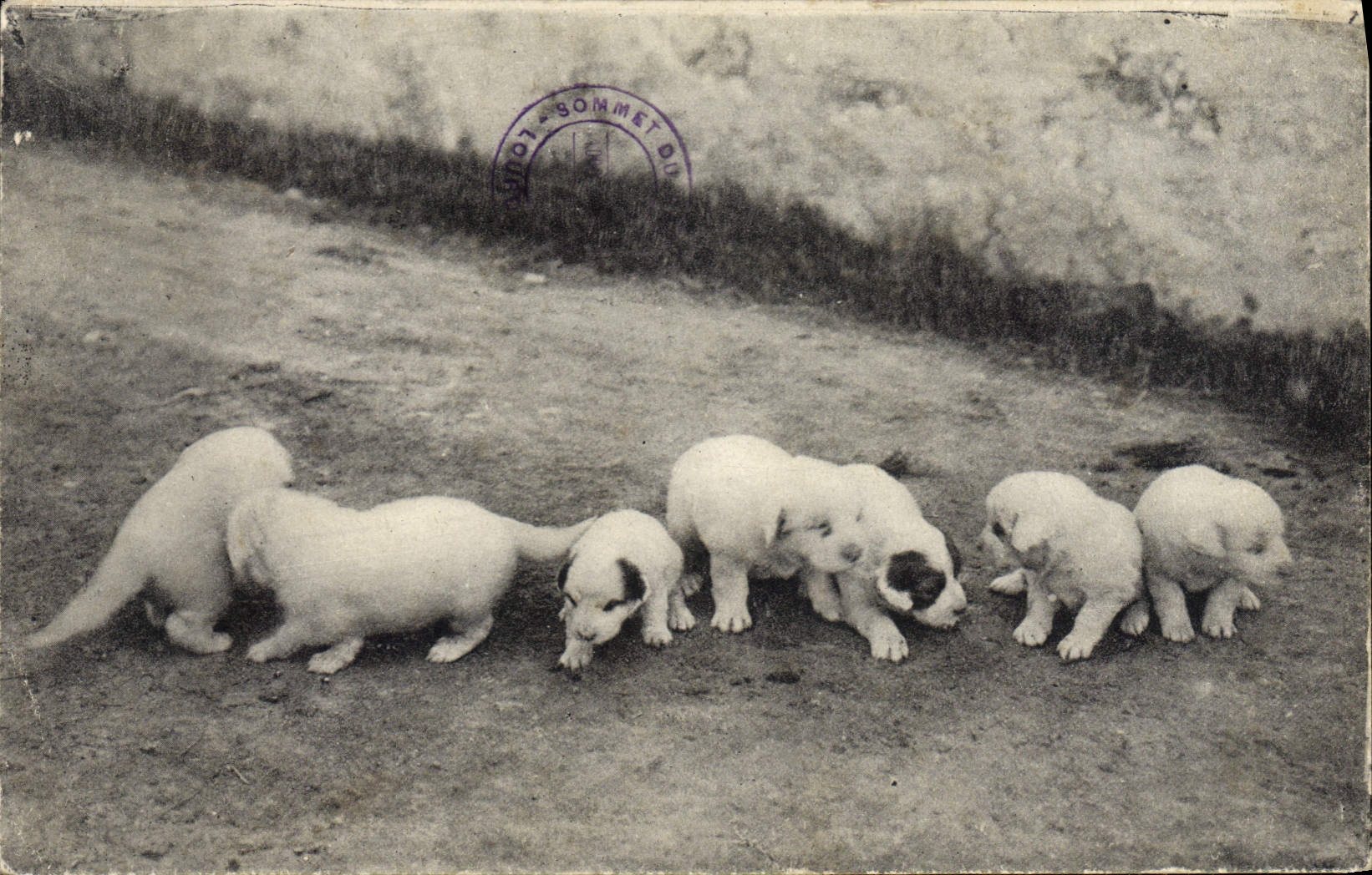 CPA Chien Chiens des Pyrenees Une portee de 8 jours