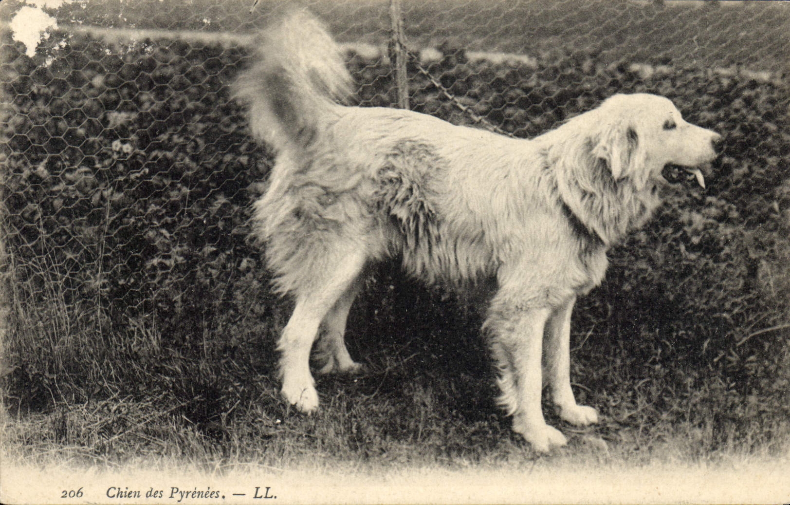 CPA Chien Chiens des Pyrenees