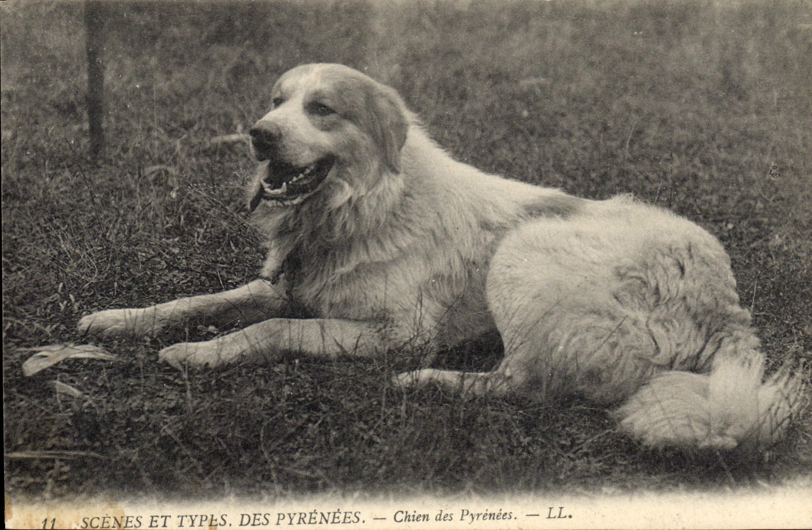 Vintage Postcard Dog Dog of the Pyrenees