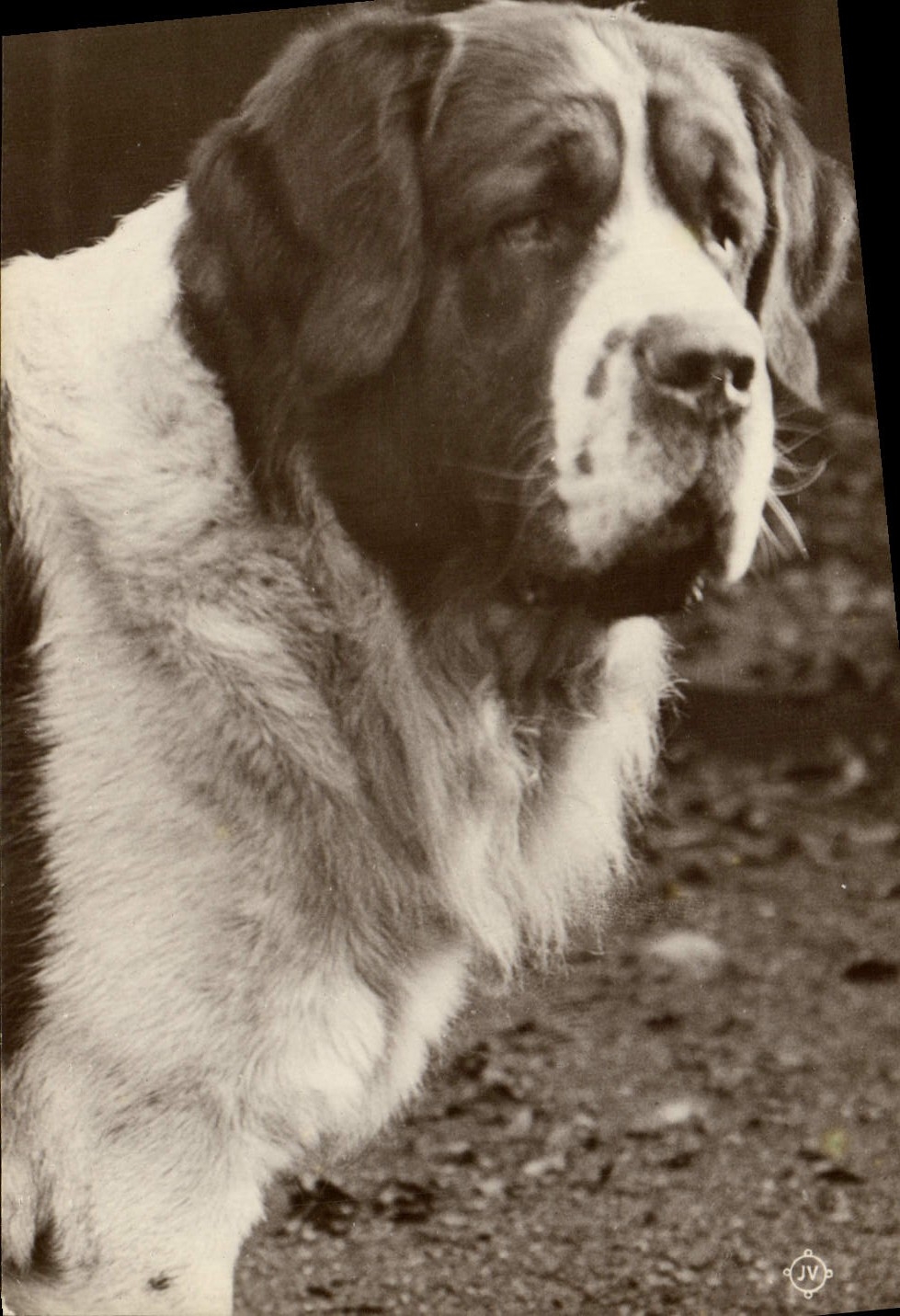 CPA Chien 