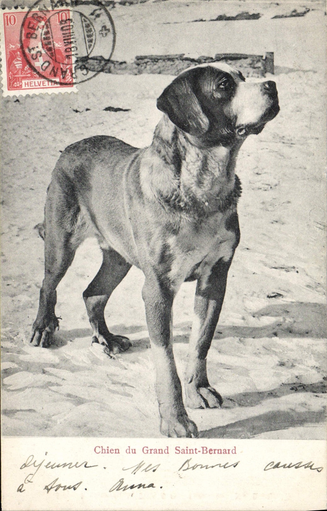 Vintage Postcard Dog of the Great Saint Bernard