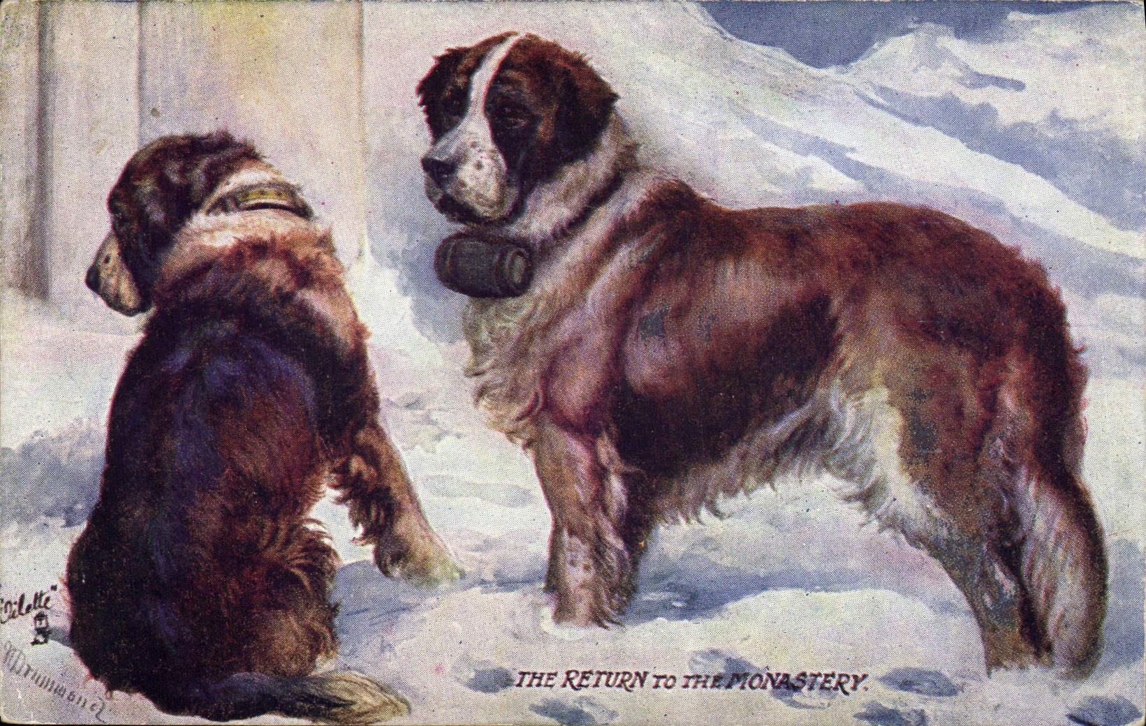 CPA Chien Chiens St Bernard 