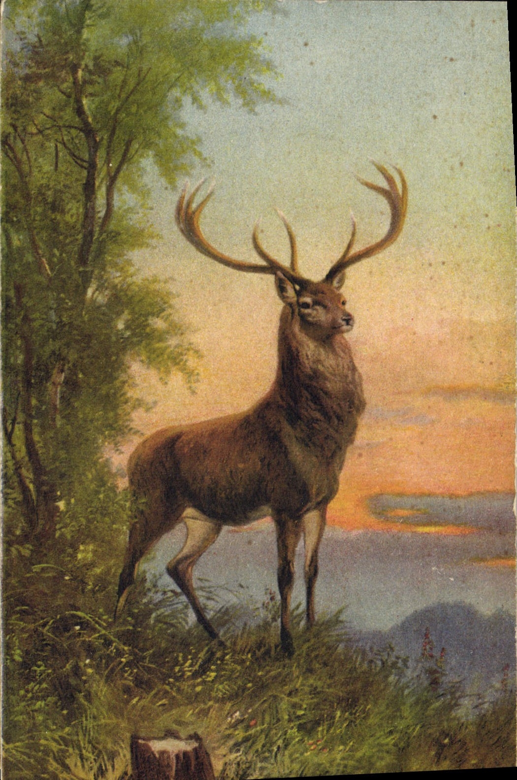 CPA Chasse Cerf
