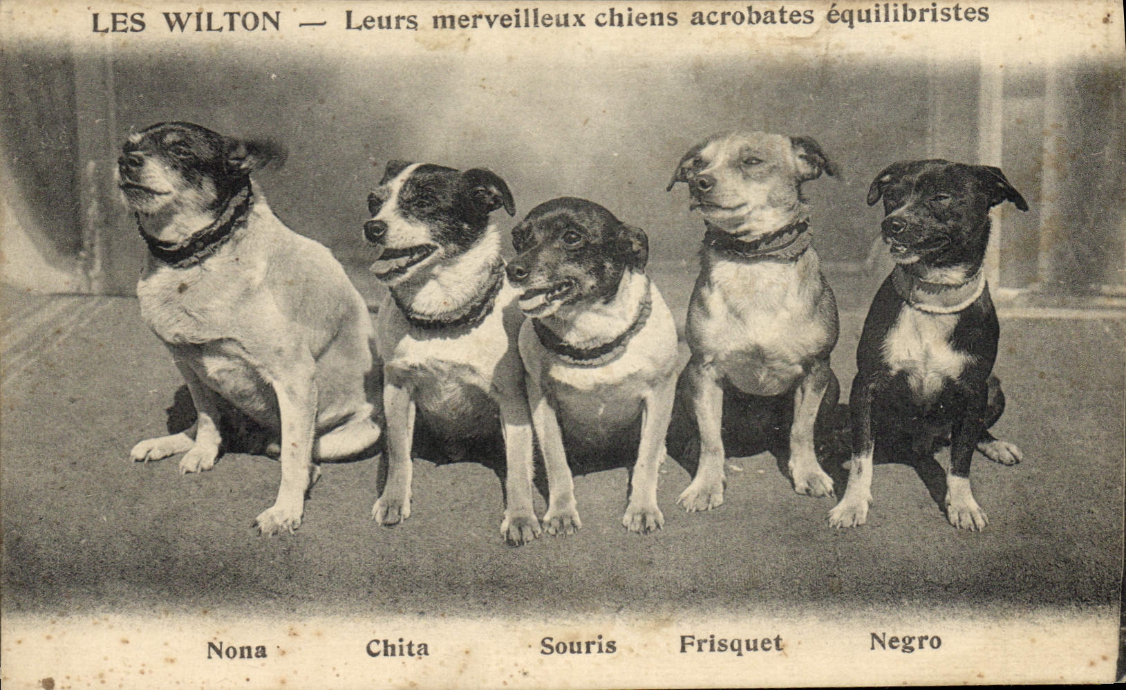 Postal Perros Perro los wilton Perros acróbatas equilibristas Nona Chita Souris Fresco Negro