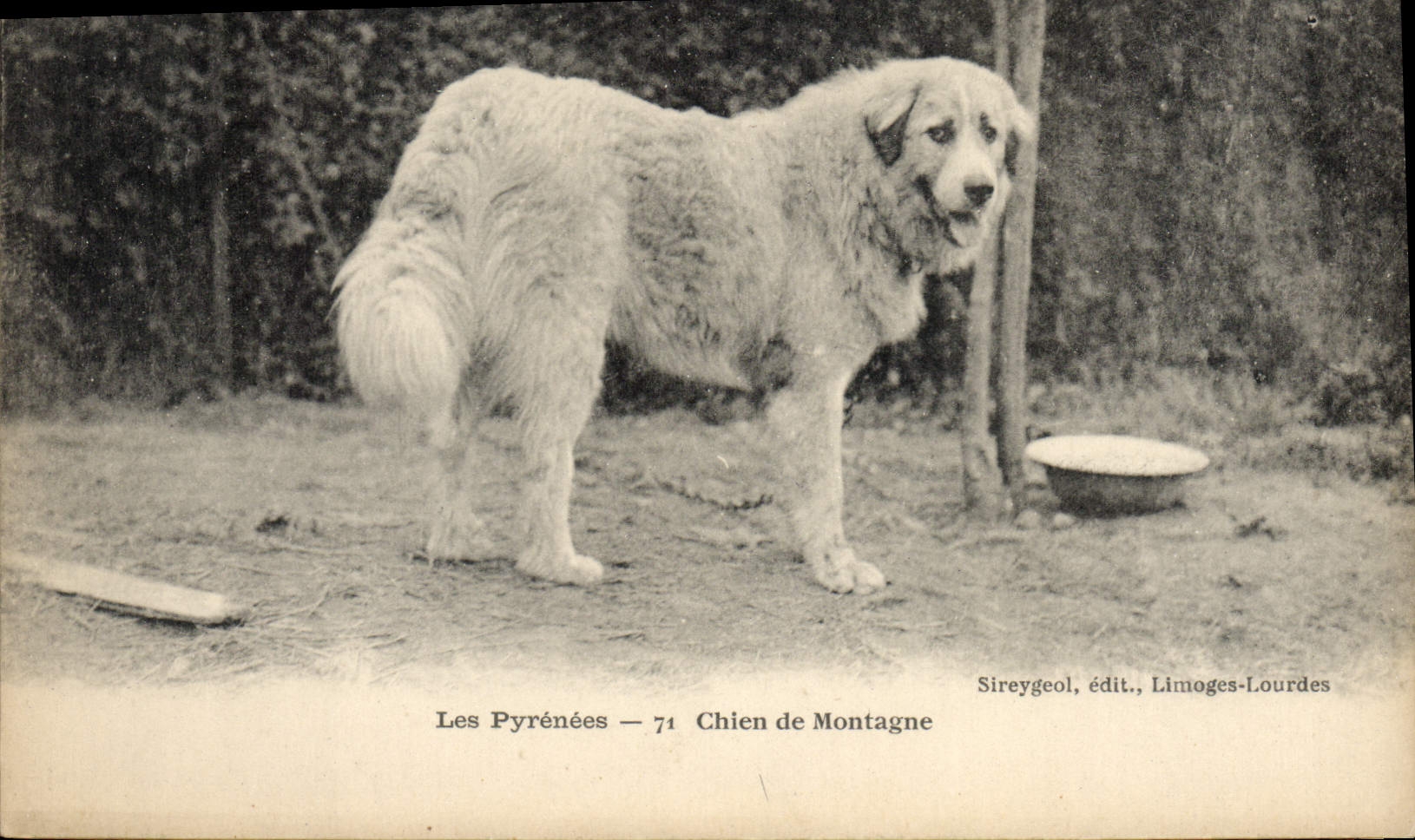 CPA Chiens Chien de montagne Pyrenees 