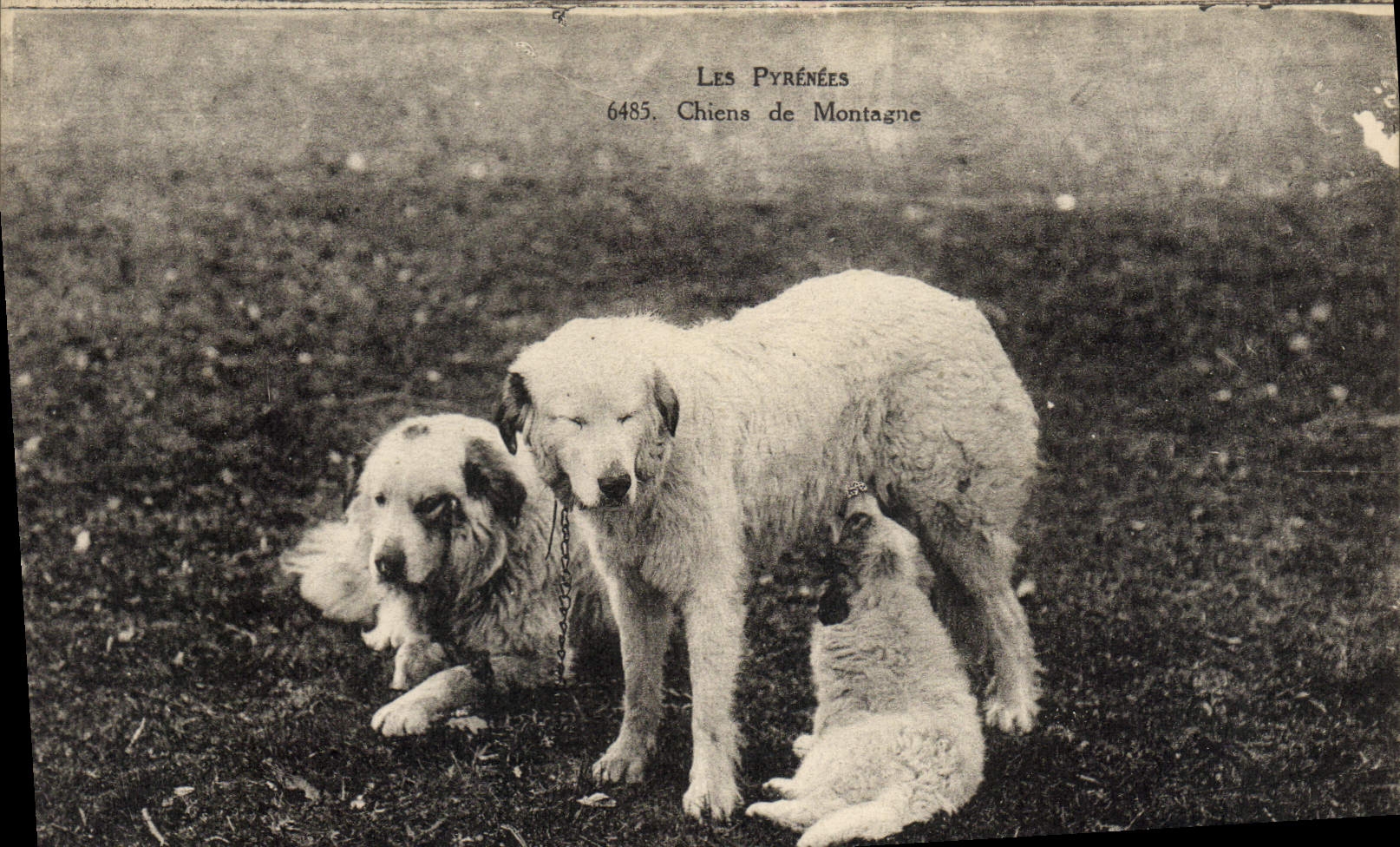 CPA Chiens de montagne Pyrenees Chien 
