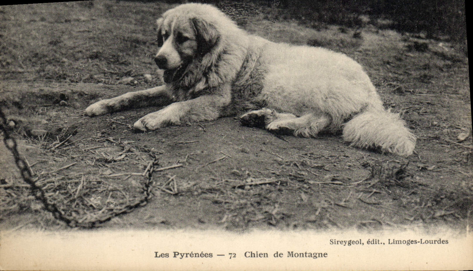 CPA Chiens Chien de montagne Pyrenees 