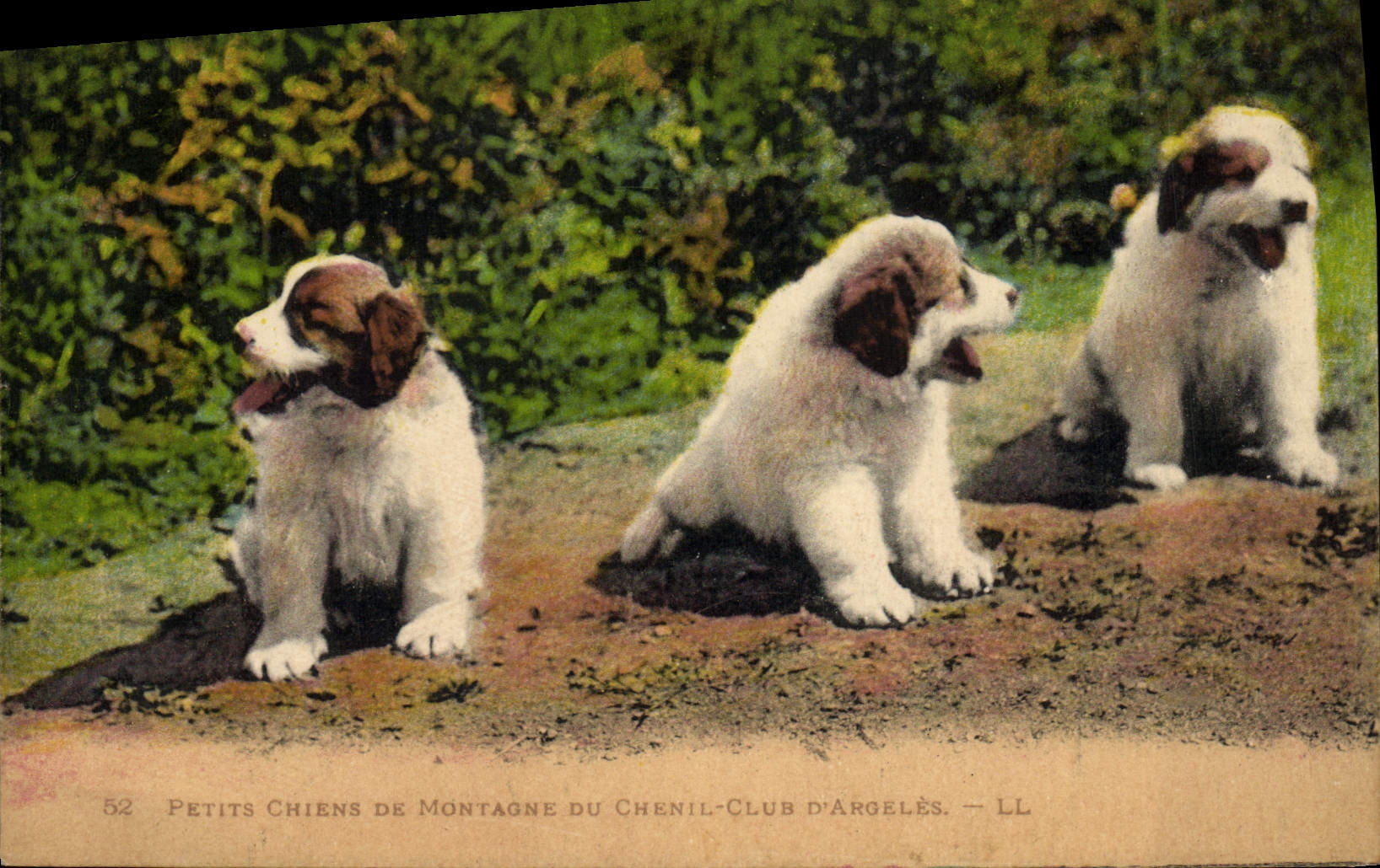 Vintage Postcard Puppies of mountain of the kennels Club of Argeles Dog