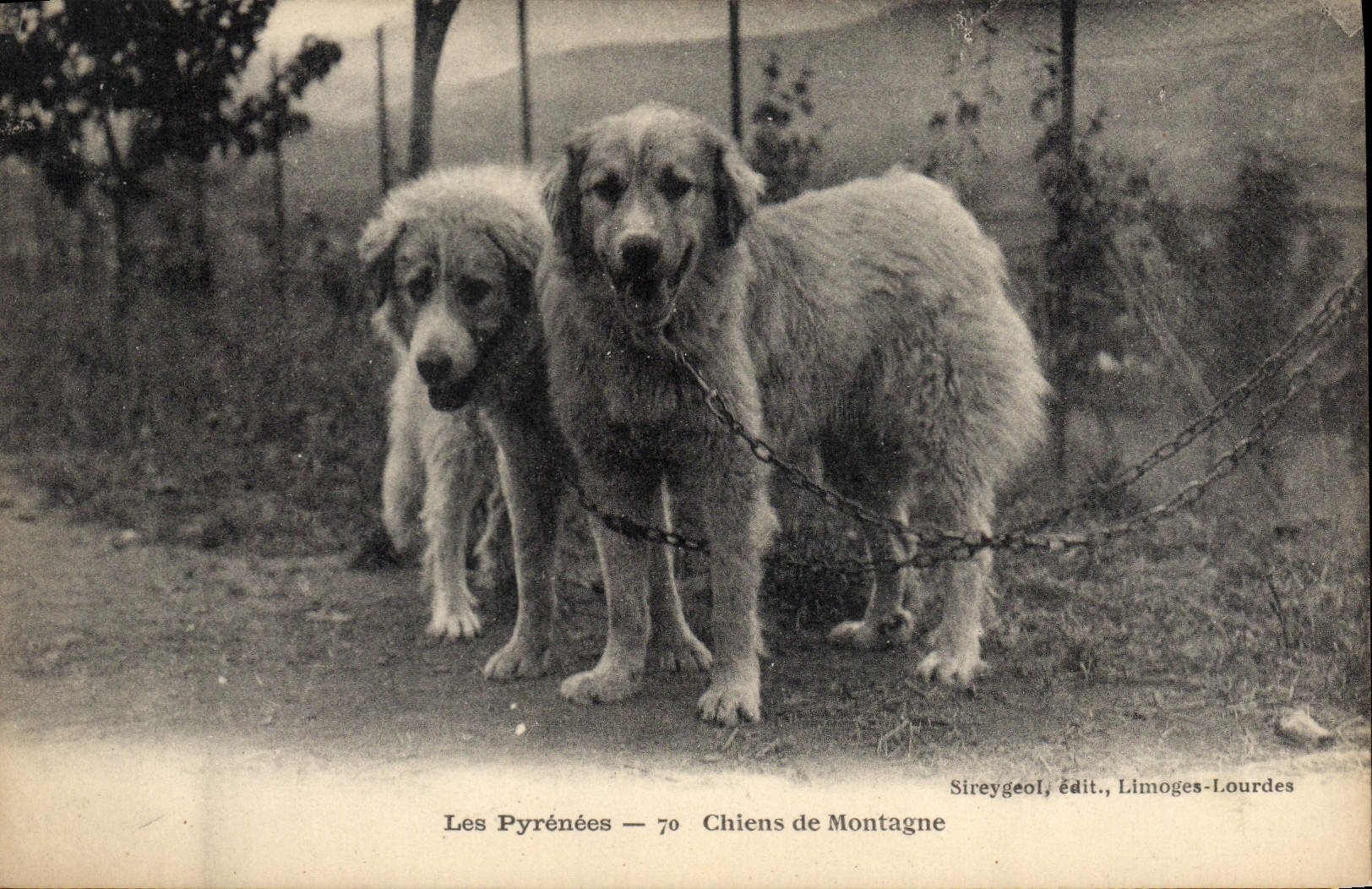 CPA Chiens de montagne Pyrenees Chien 