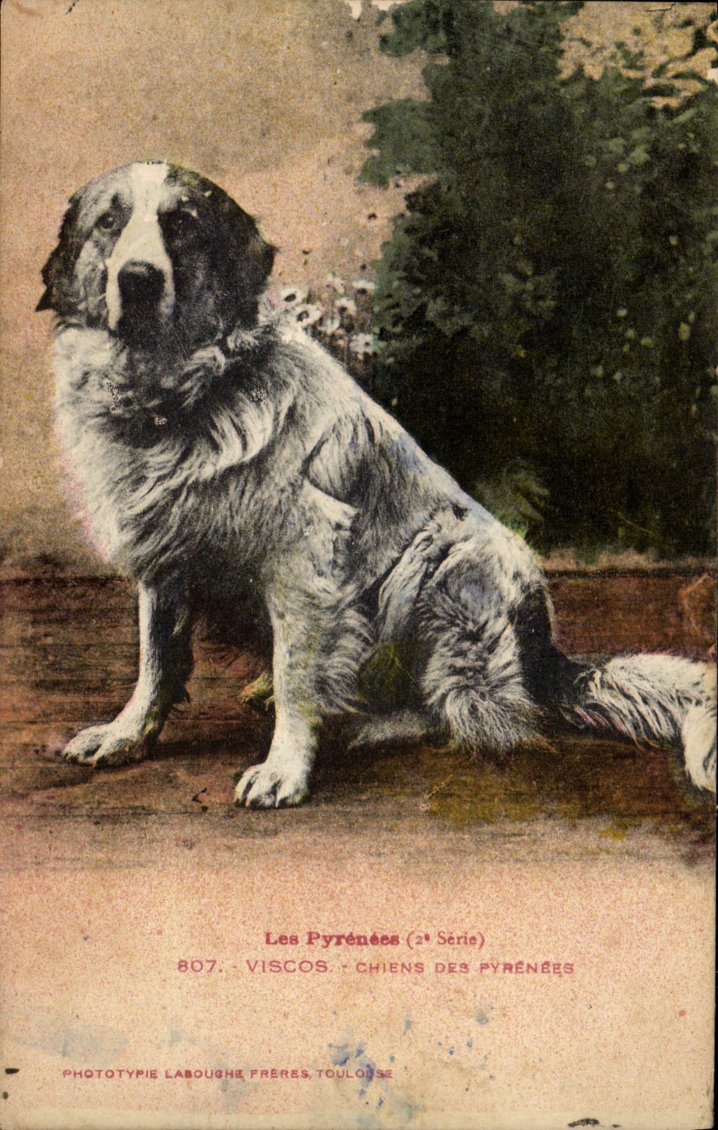 CPA Chiens des Pyrenees Chien Pyrenees Viscos 