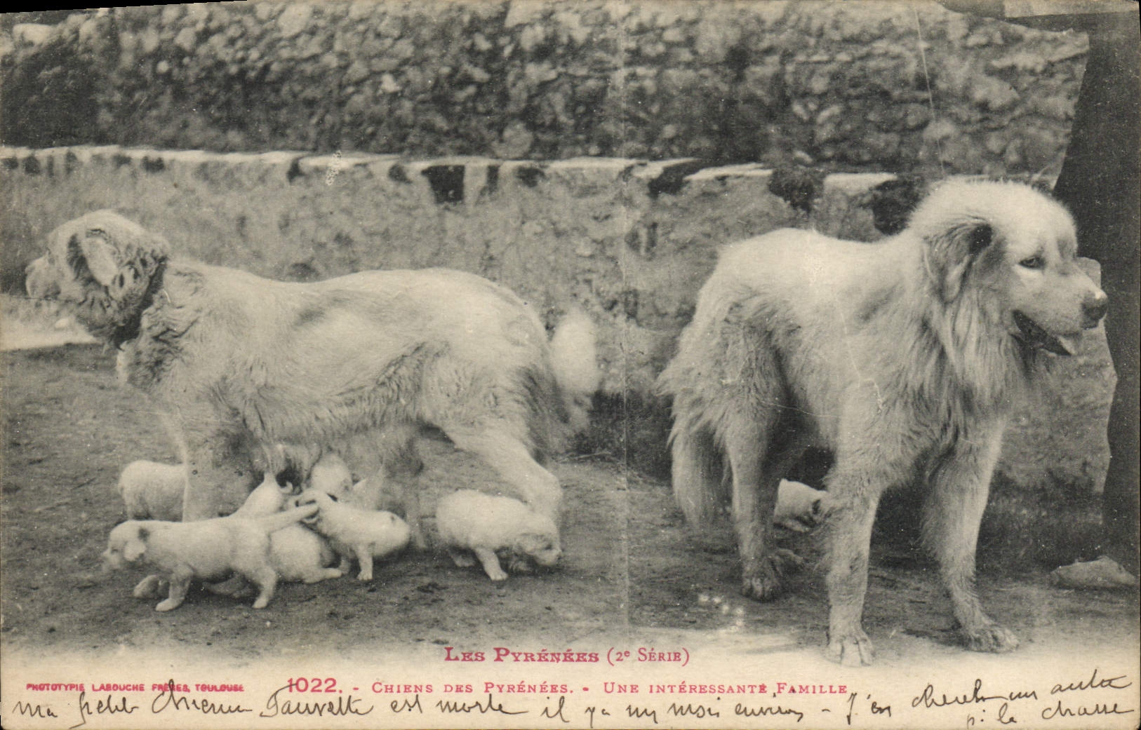 CPA Chiens des Pyrenees Une interessante famille Chien 