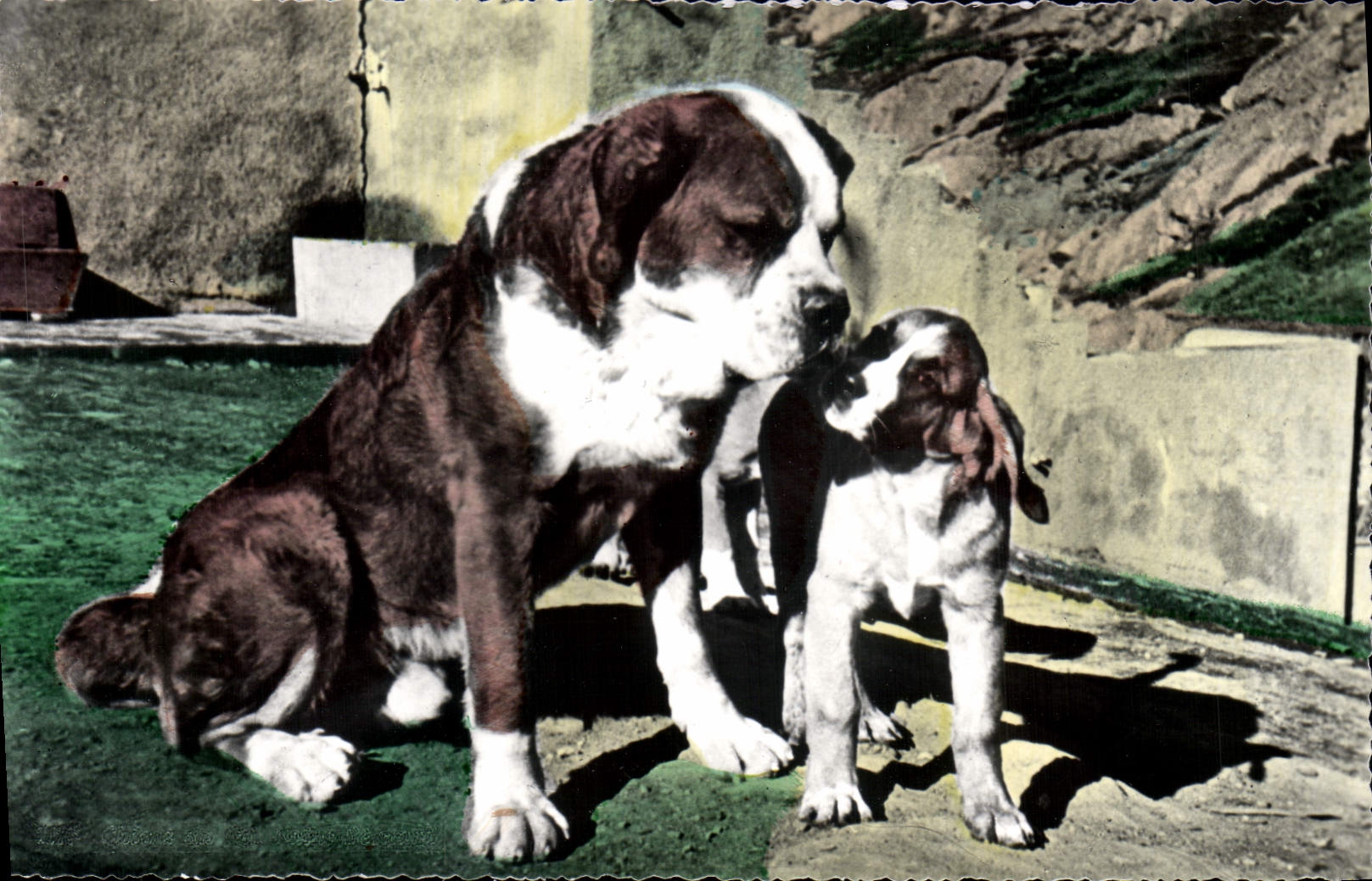 Modern Postcard Dogs of Holy Gd Bernard Chien