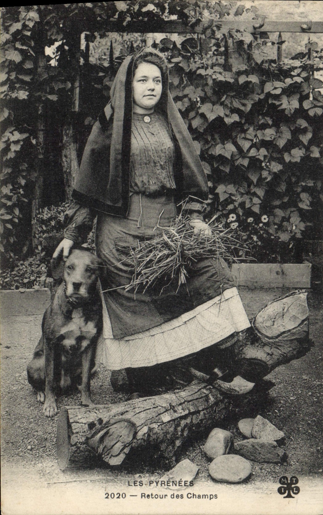 Postal Perros Perro Pirineos Vuelta de los campos