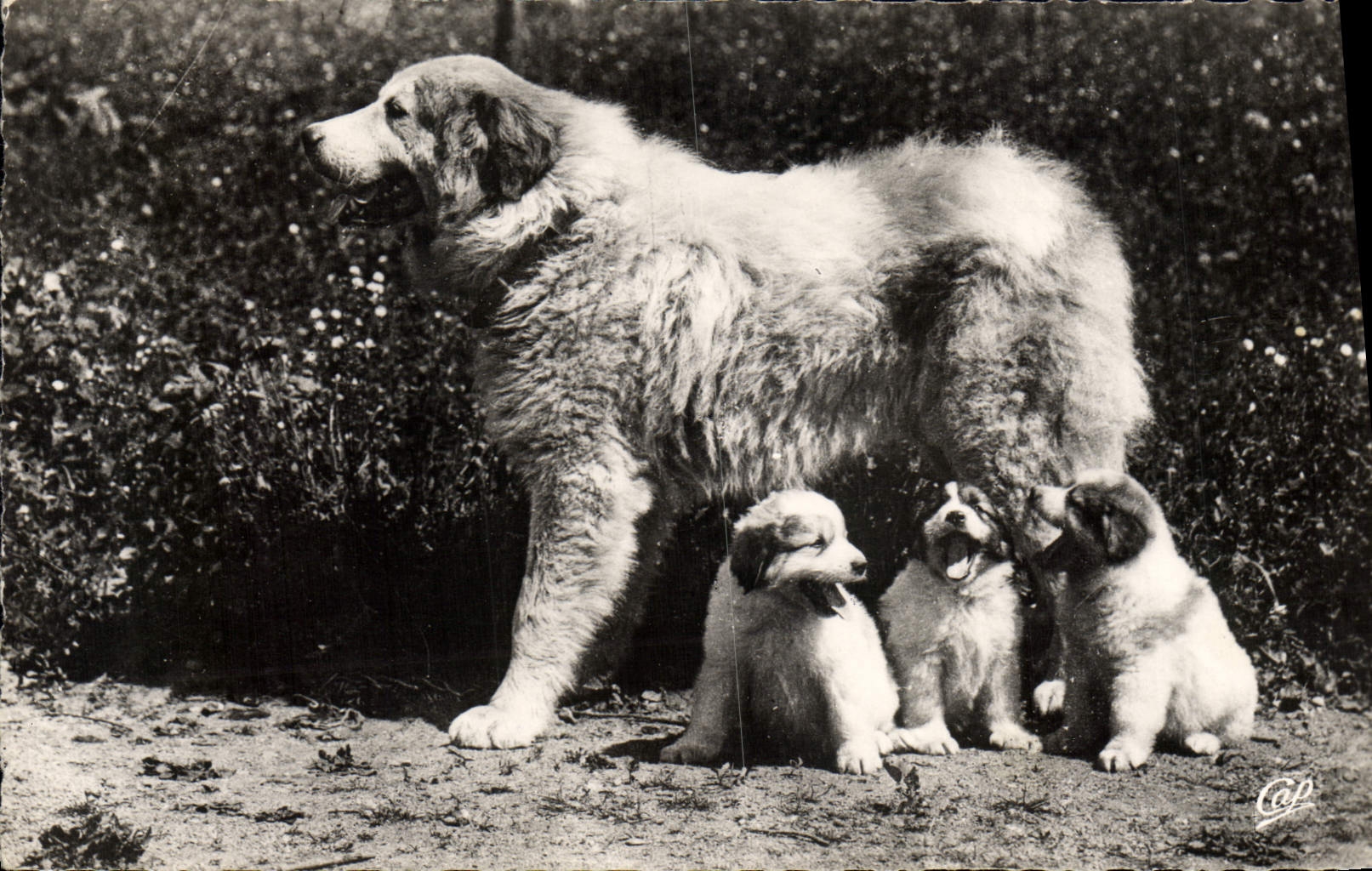 CPM Chiens Chien Pyrenees 