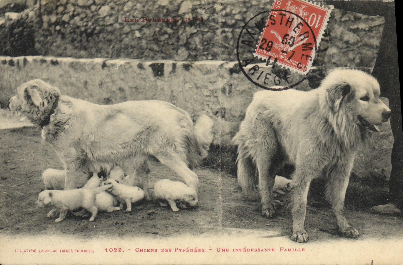 CPA Chiens des Pyrenees Une interesante famille Chien
