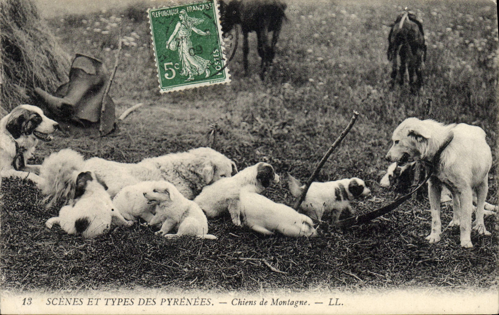 CPA Chiens de montagne Chien Pyrenees