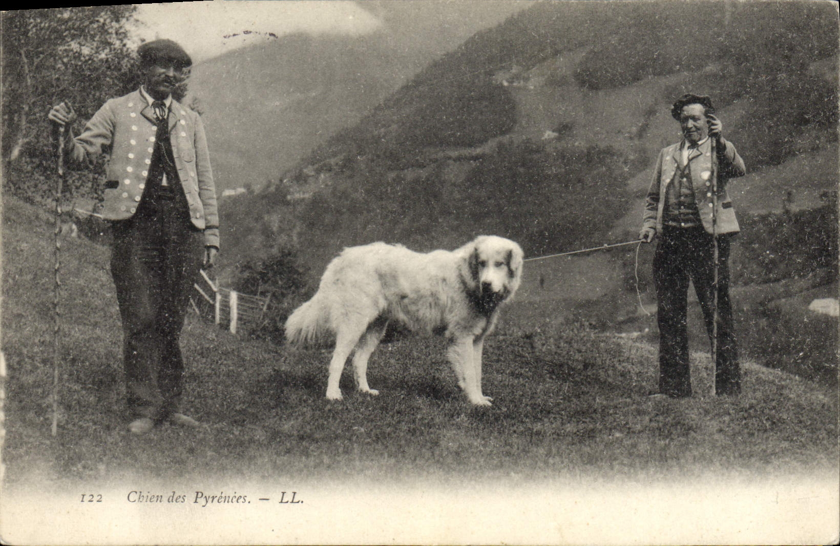CPA Chiens des Pyrenees Chien 