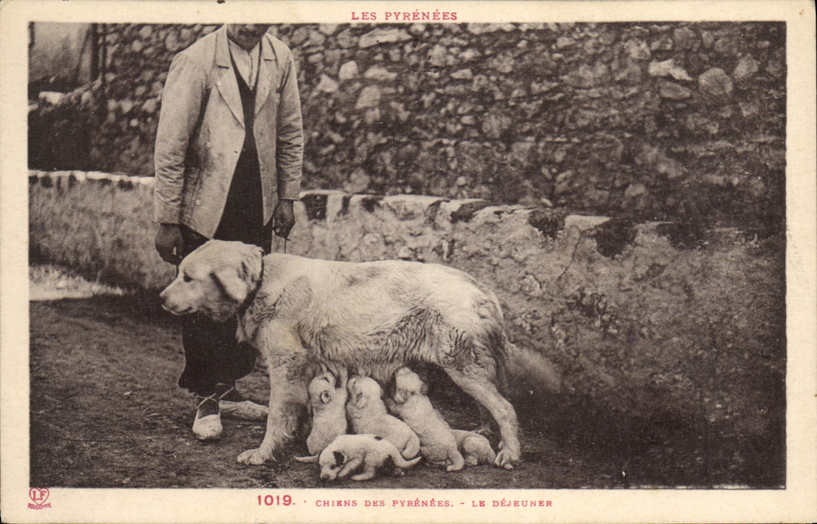 Vintage Postcard Dogs of the Pyrenees the lunch Dog
