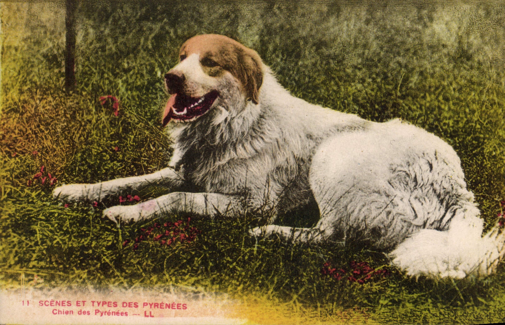 CPA Chiens Chien des Pyrenees 