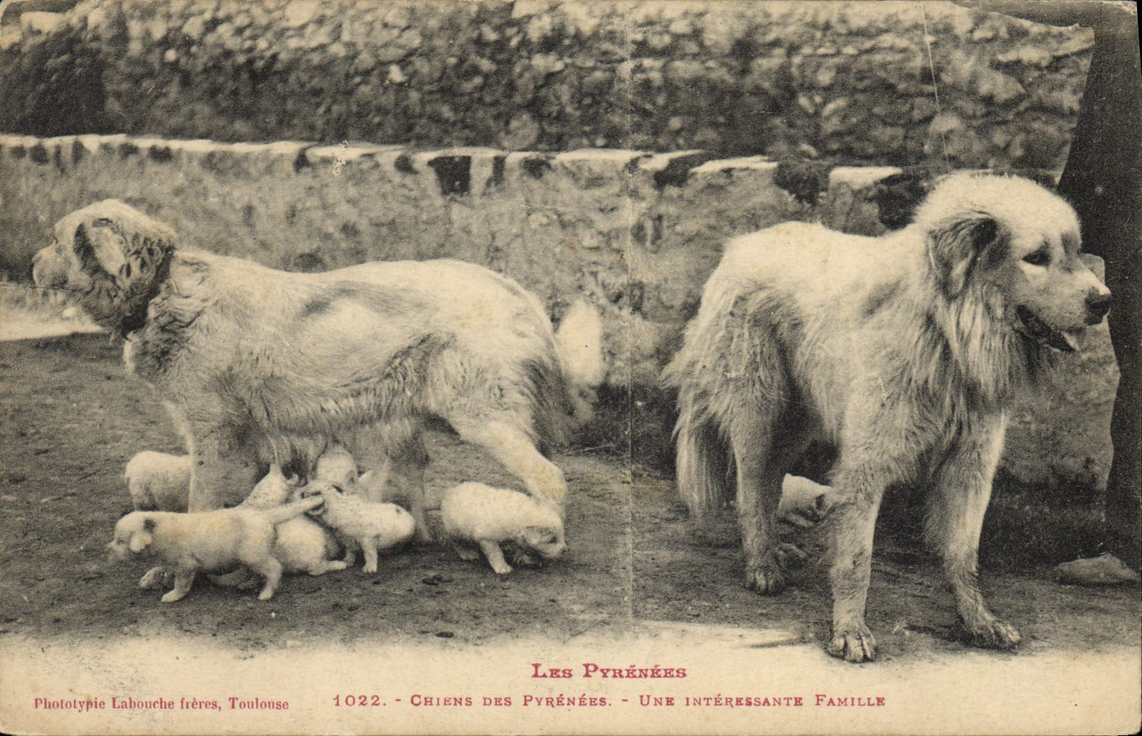 CPA Chiens des Pyrenees Une interessante famille Chien 