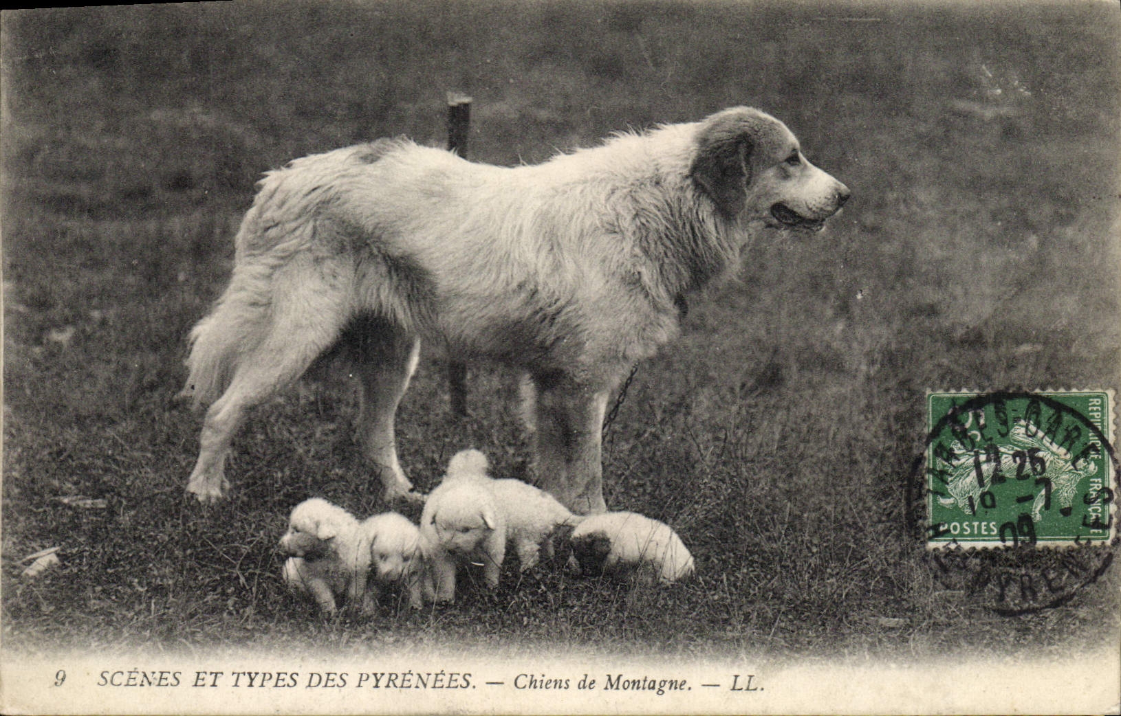 CPA Chiens de montagne Pyrenees Chien 
