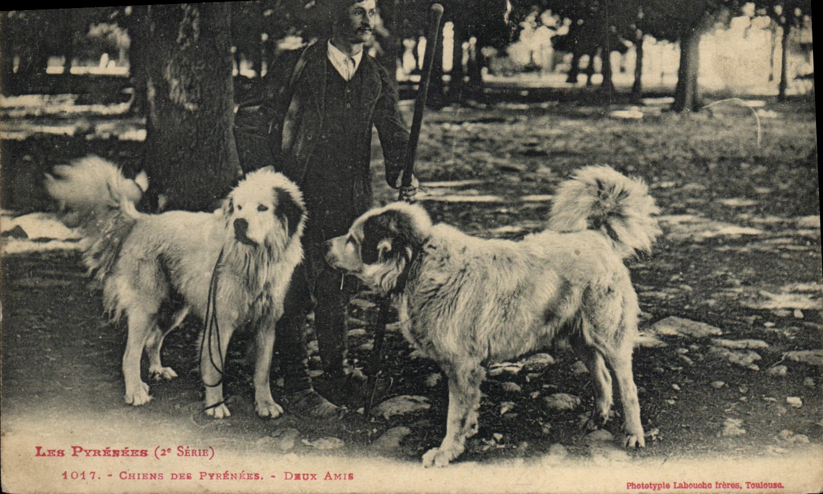 CPA Chiens des Pyrenees Deux amis Chien 