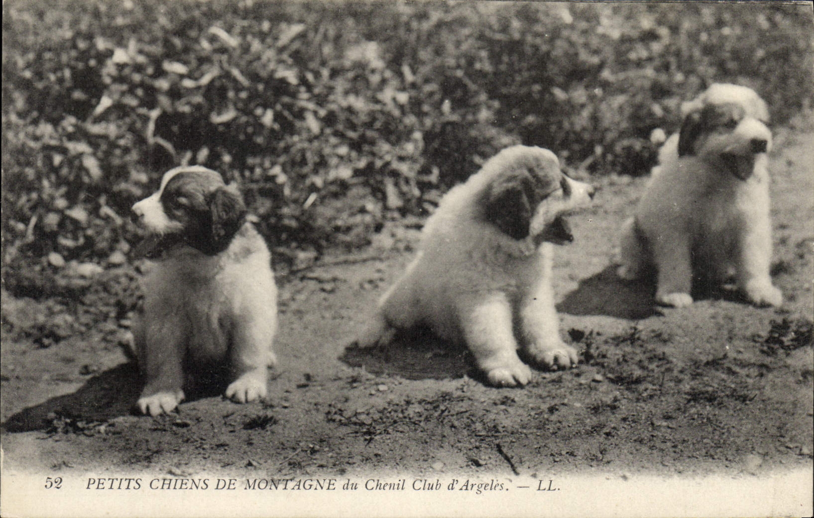 CPA Petits Chiens de montagne du chenil club d'Argeles Chien 
