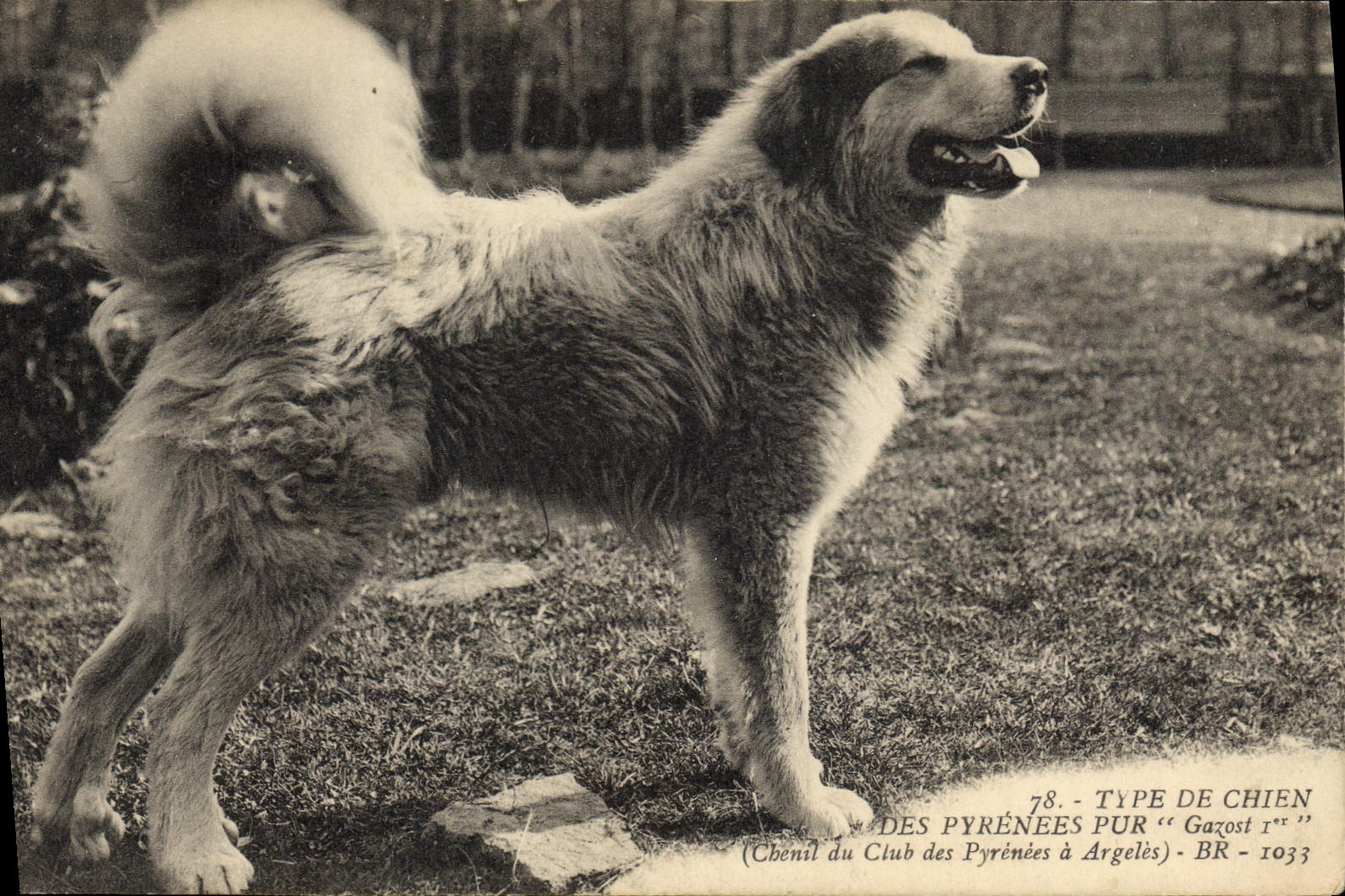 Vintage Postcard Chiens Dog the Pyrenees Gazost 1st Kennels of the club of the Pyrenees has Argeles