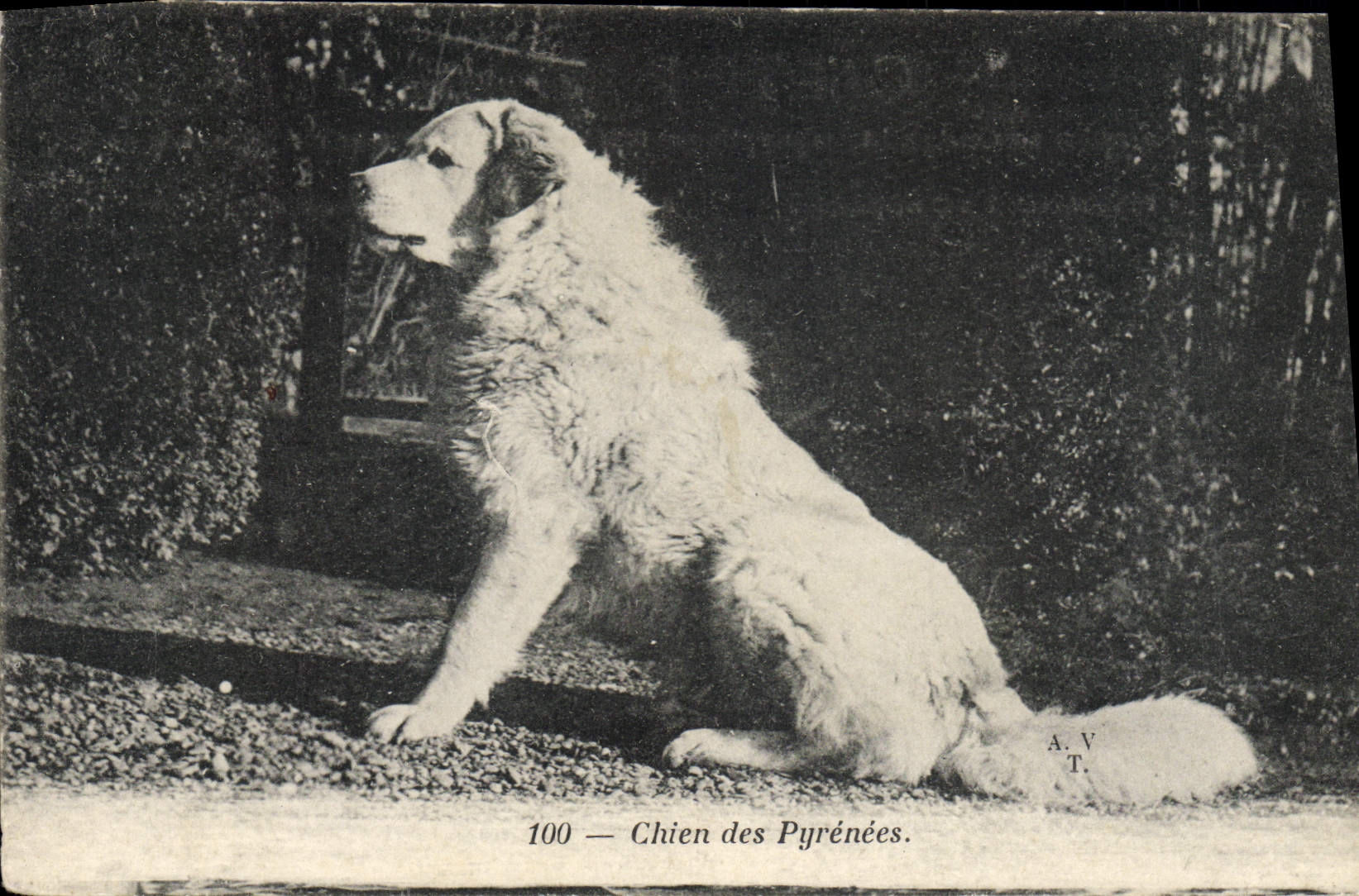 CPA Chiens Chien des Pyrenees 