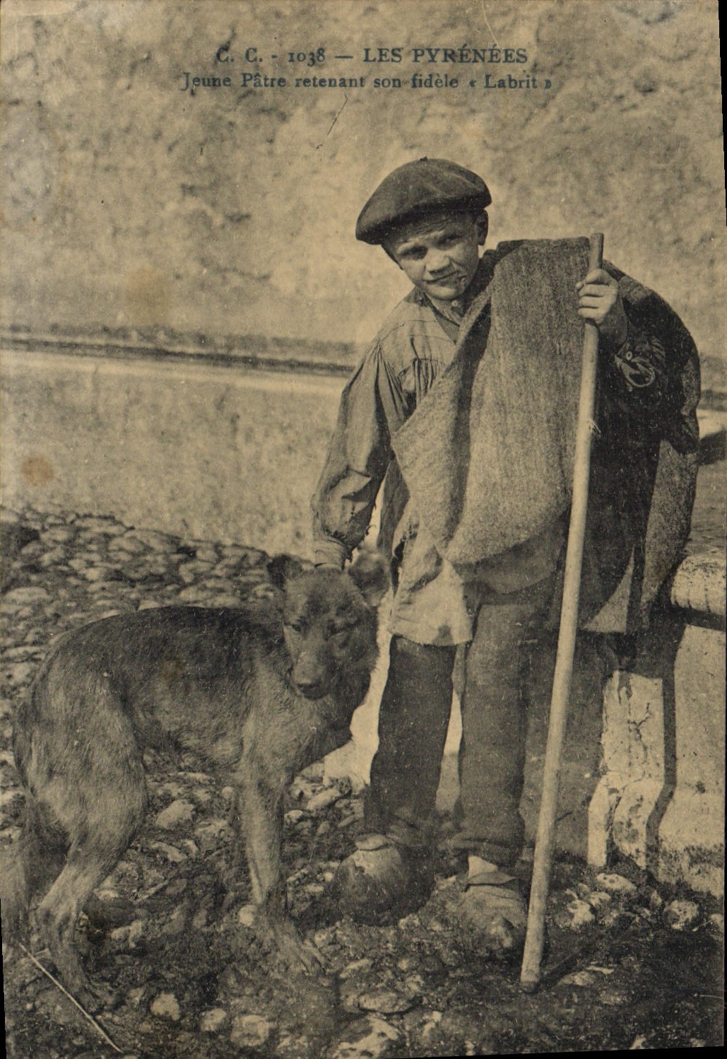 Vintage Postcard Dogs Dog the Pyrenees Young shepherd retaining his faithful Labrit