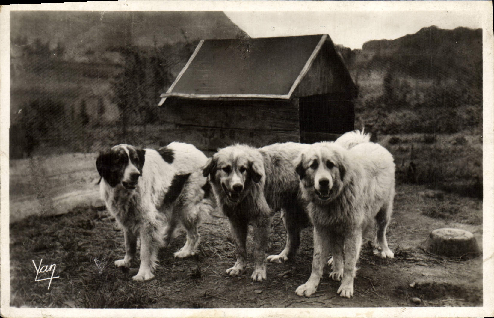 CPA Chiens des Pyrenees Chien 