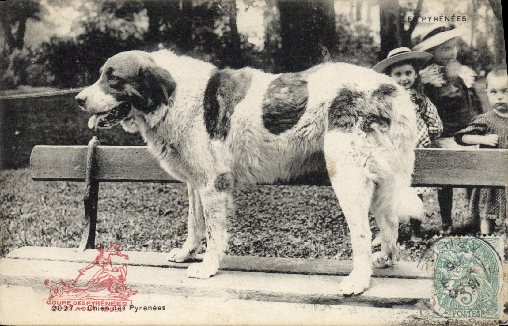 Vintage Postcard Dogs of the Pyrenees Dog Children