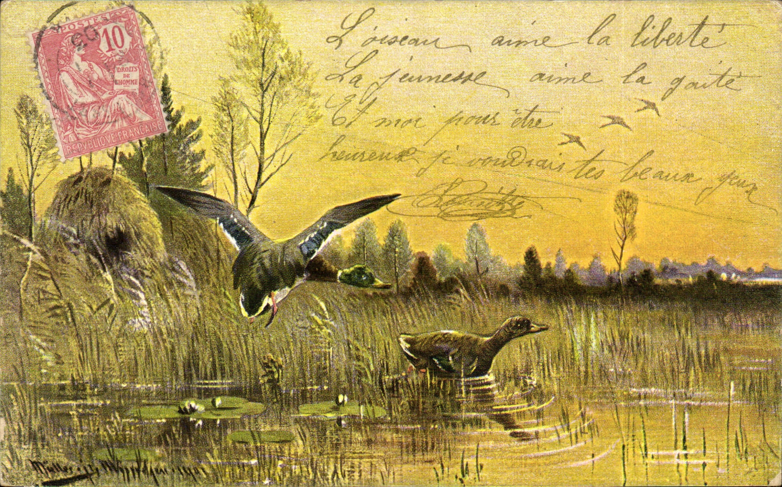 Vintage Postcard Drives out Ducks