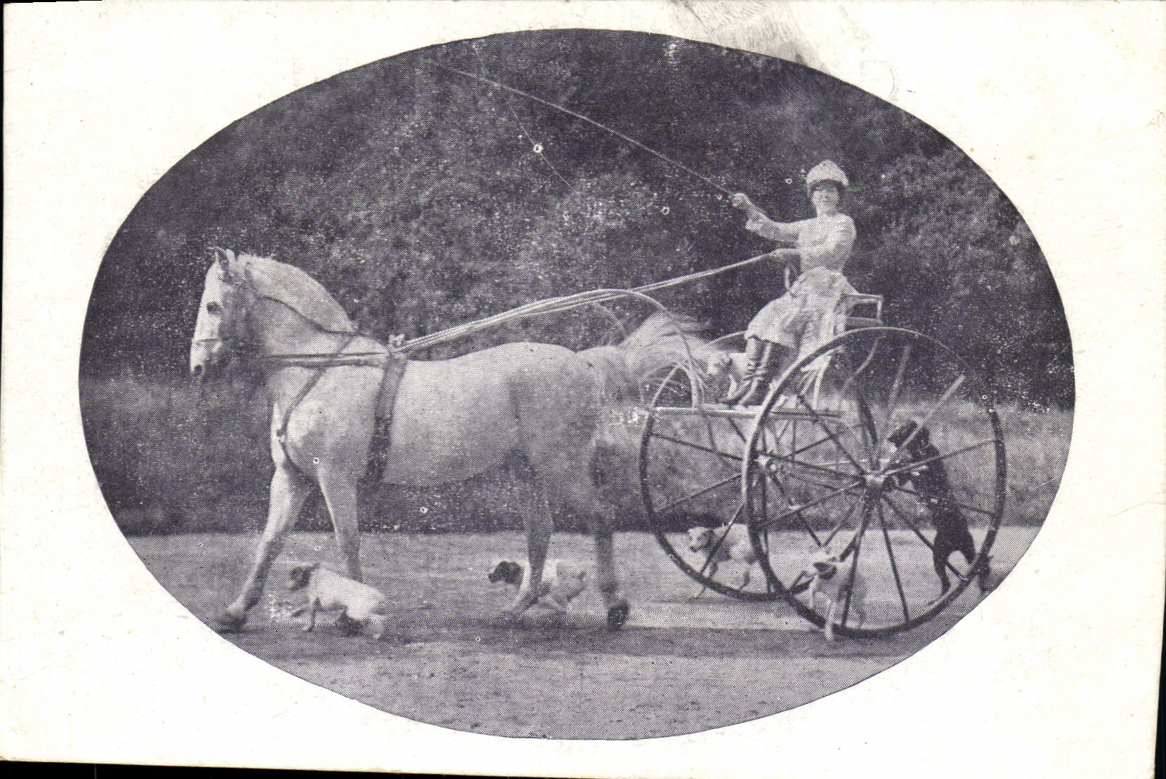 Vintage Postcard Crew Horse Dogs