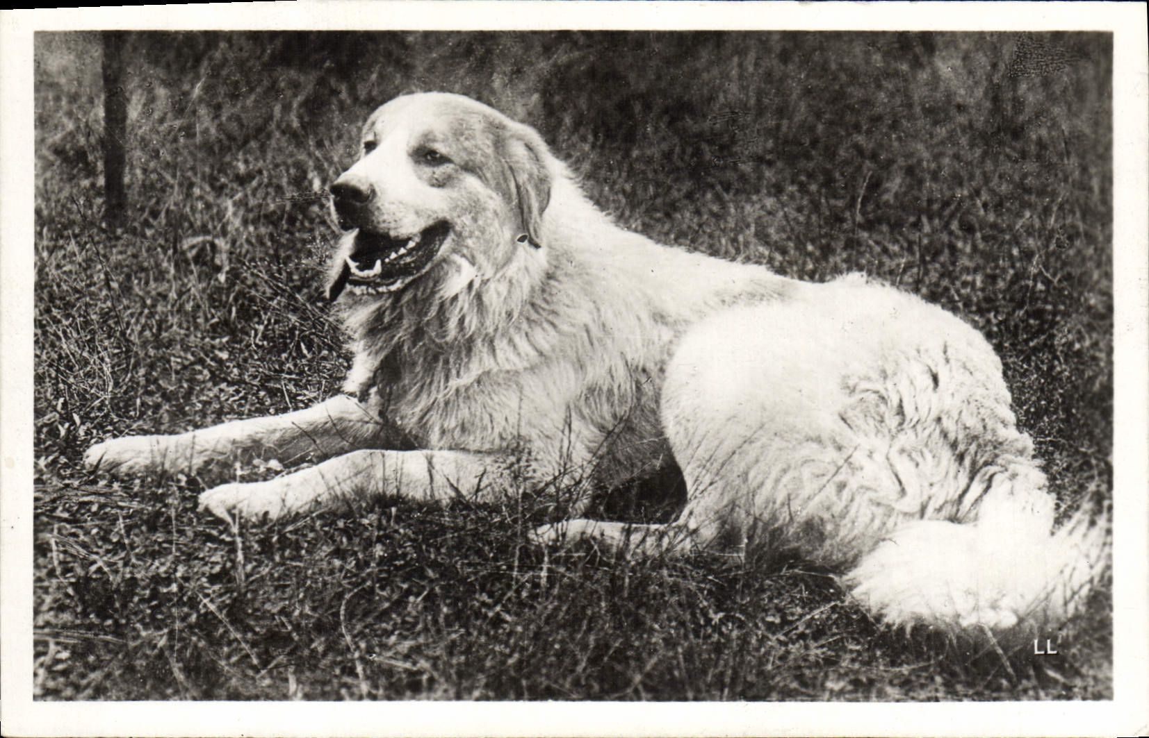 CPA Chiens Chien des Pyrenees 