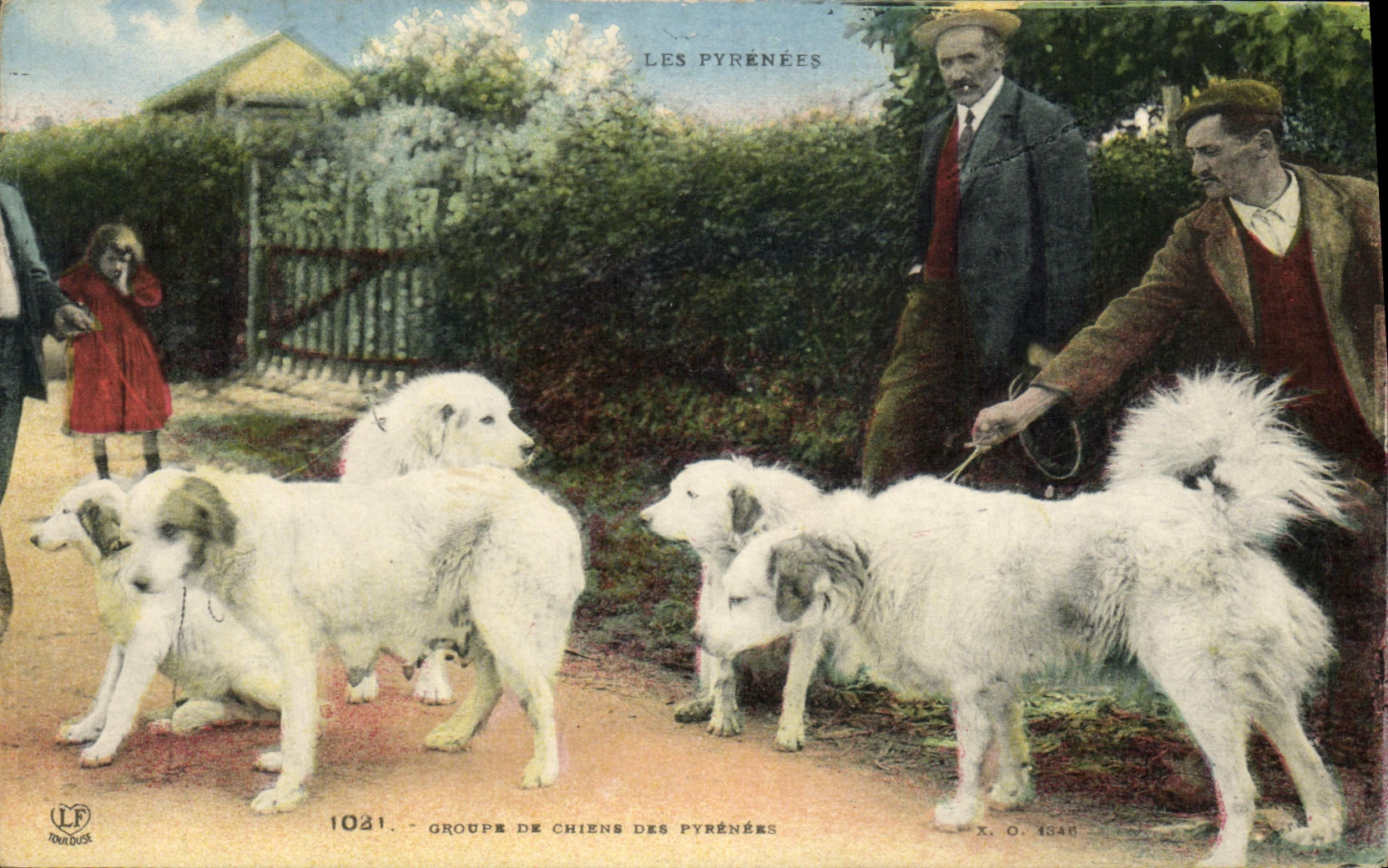 CPA Chiens Chien des Pyrenees 