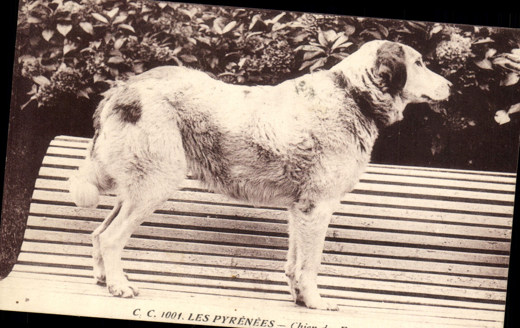 CPA Chiens Chien des Pyrenees 