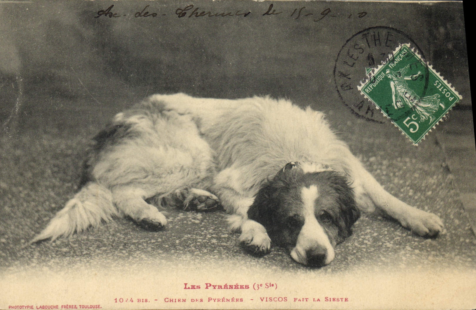 CPA Chiens Chien des Pyrenees Viscos fait la sieste