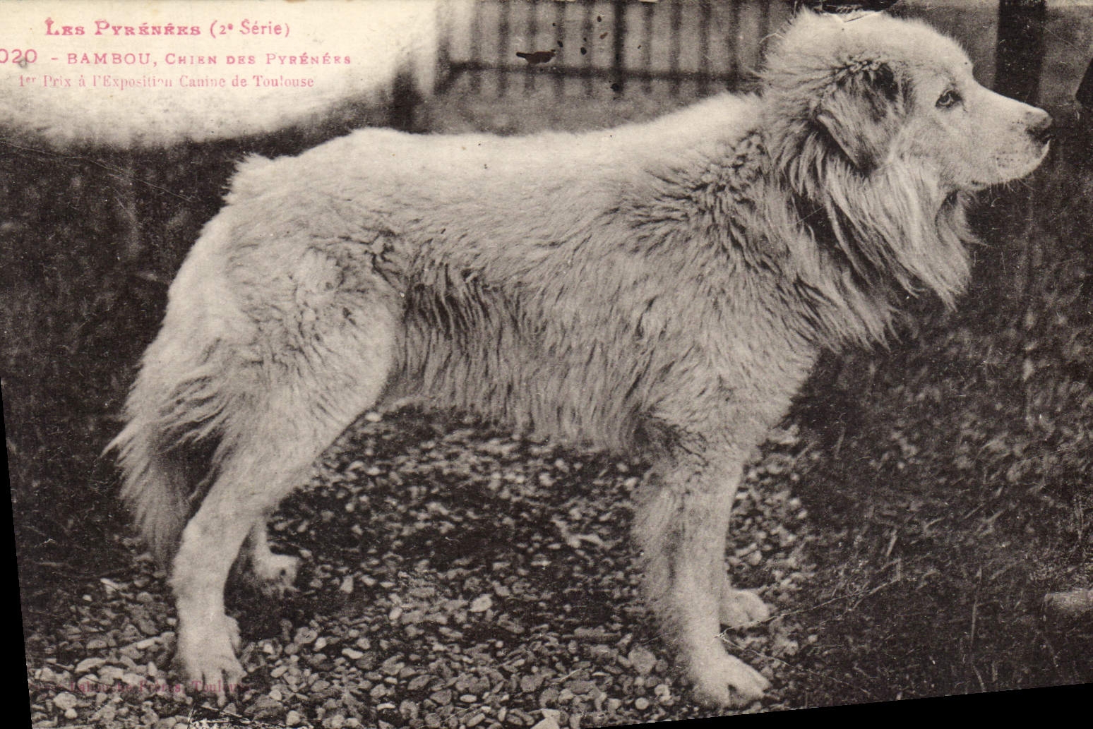 CPA Chiens Chien des Pyrenees 1er prix de l'exposition canine de Toulouse Bambou