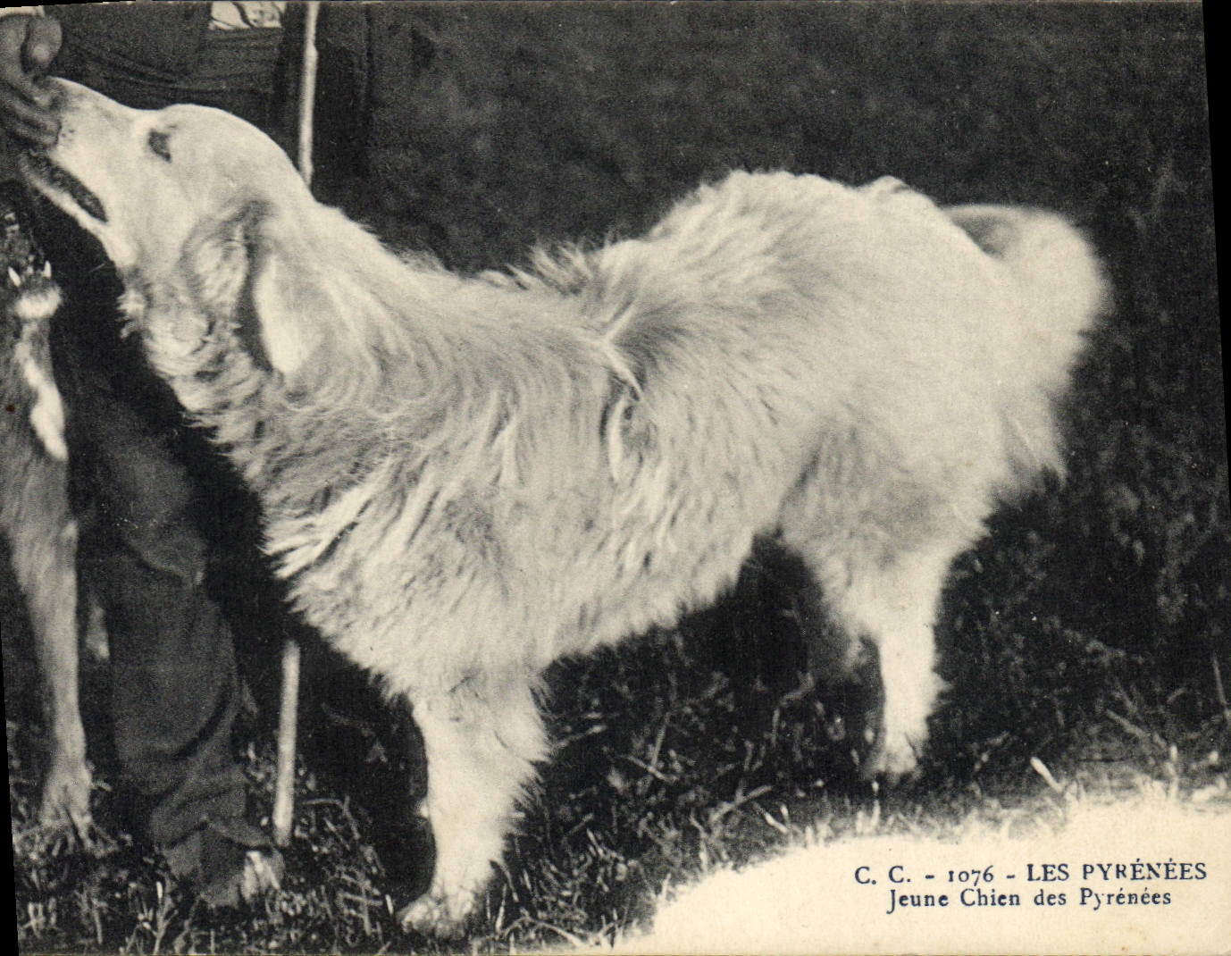 CPA Chiens Jeune Chien des Pyrenees 