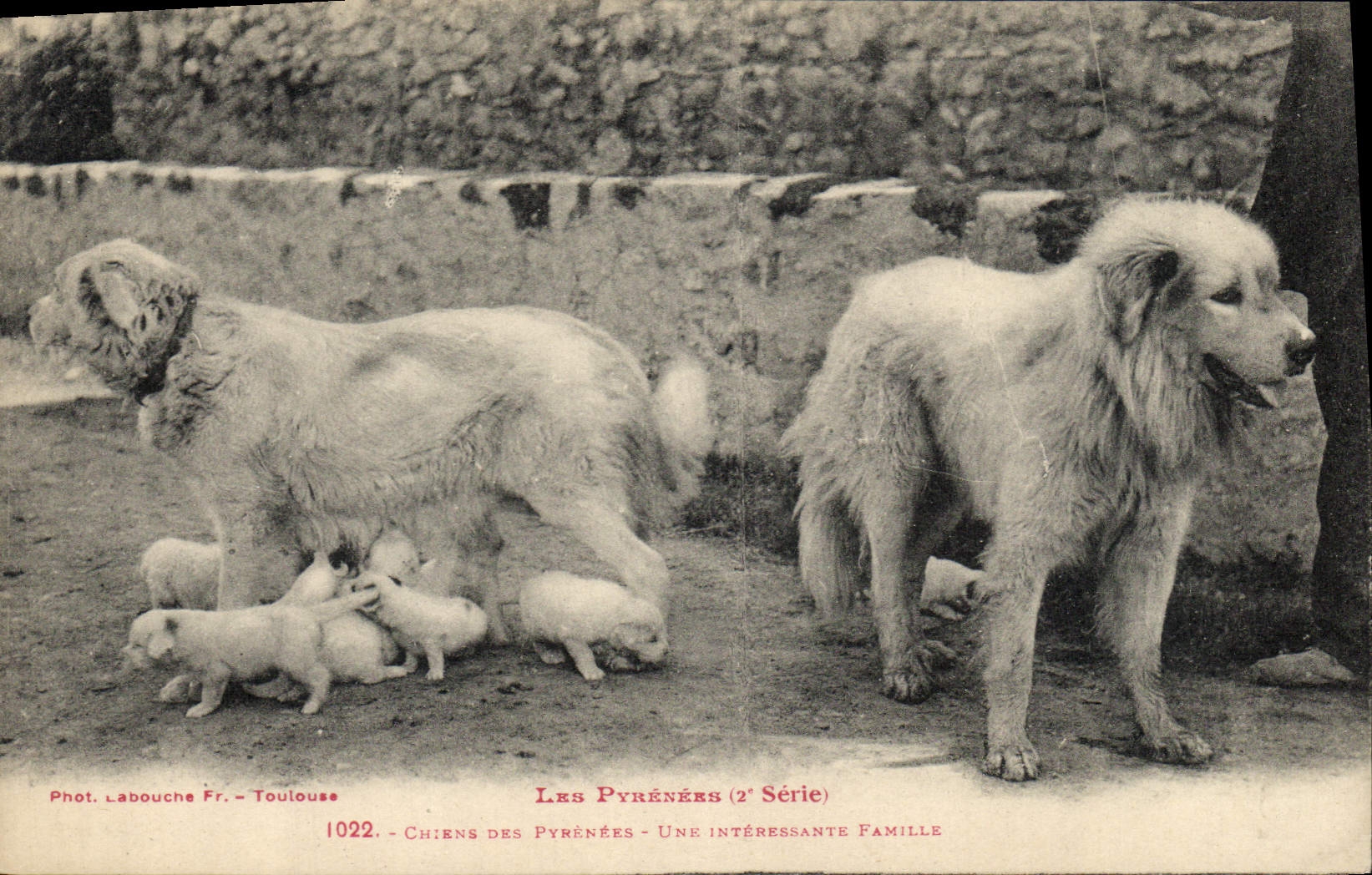 CPA Chiens des Pyrenees Une interessante famille Chien