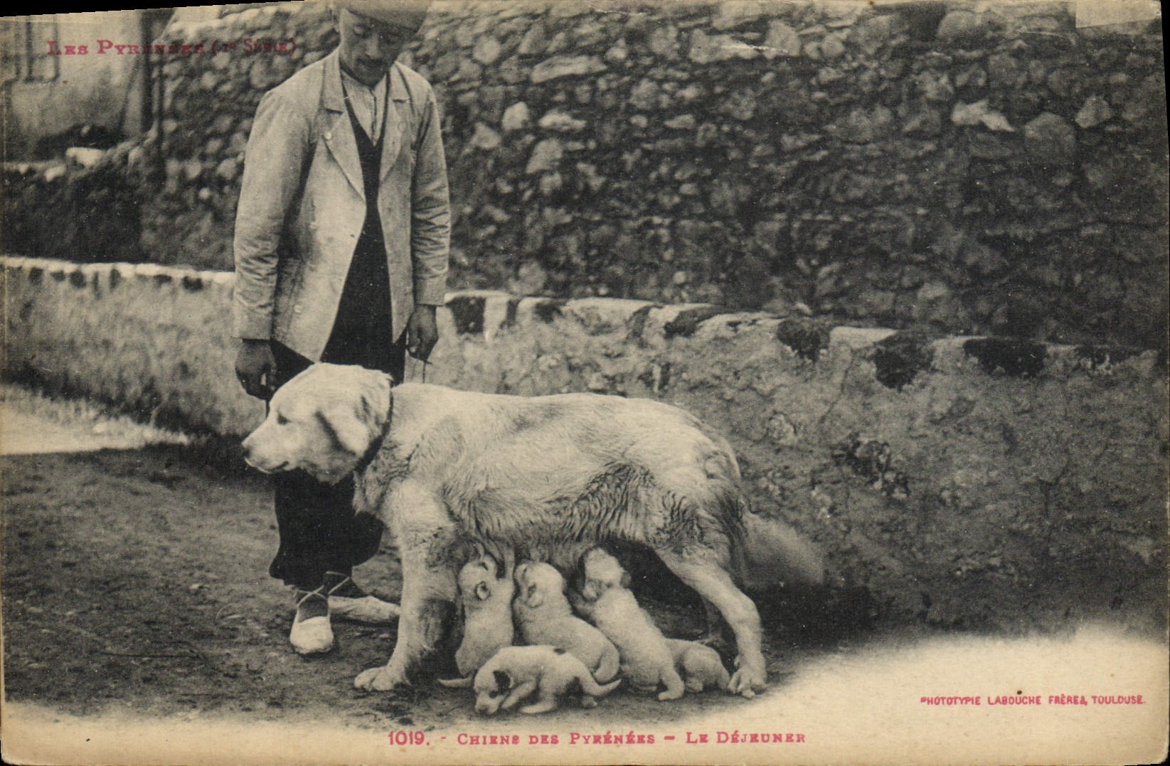 CPA Chiens Chien des Pyrenees Le dejeuner