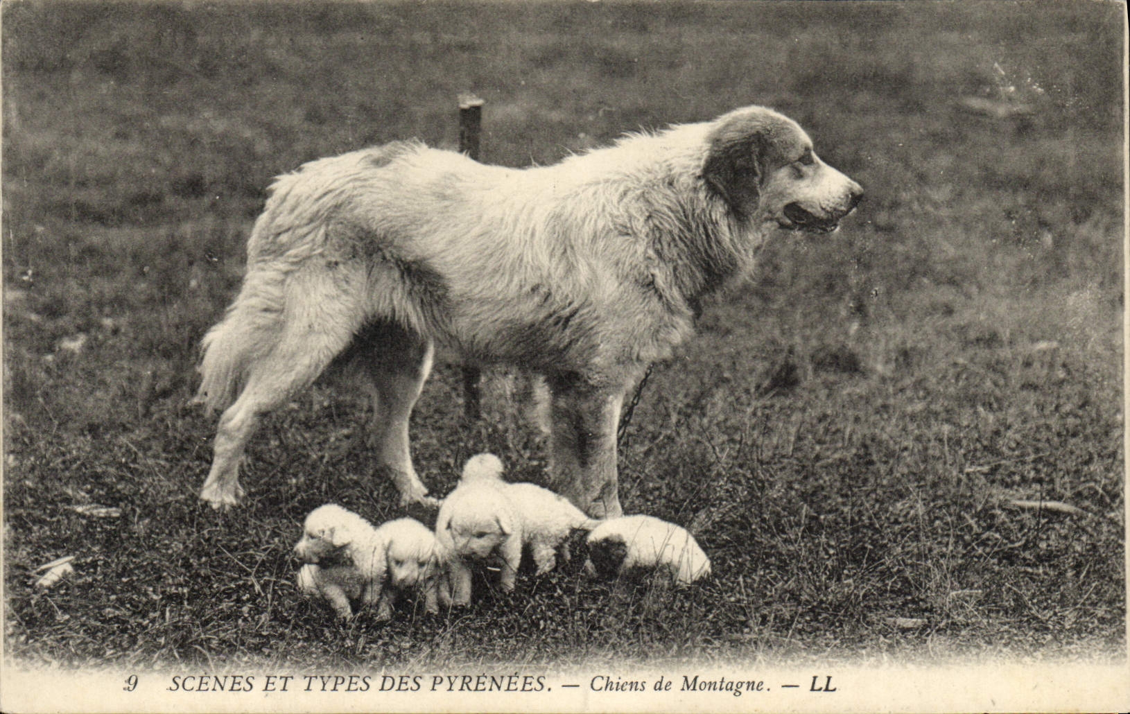 Vintage Postcard Dogs of mountain the Pyrenees Dog