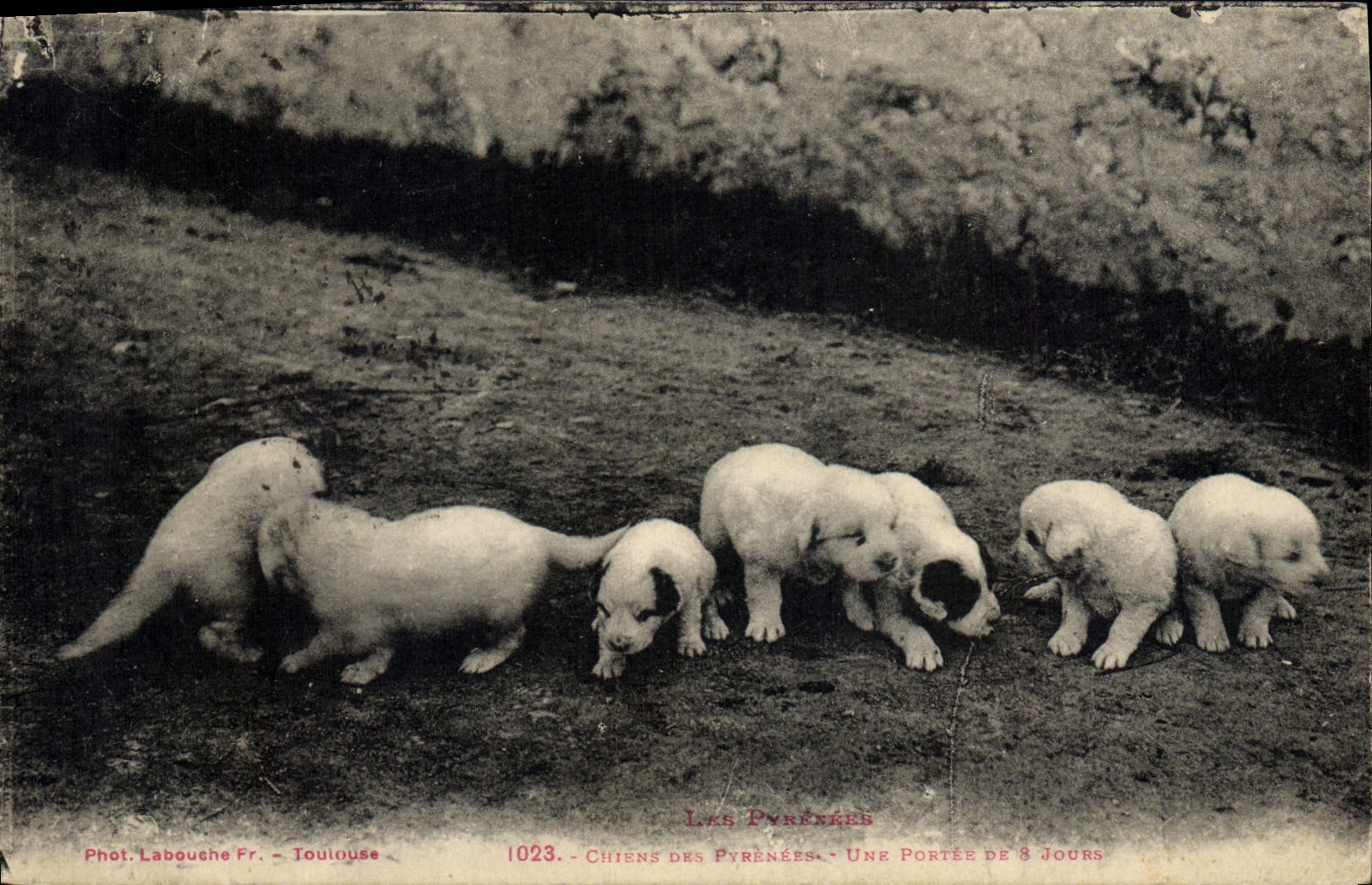 CPA Chiens des Pyrenees Une portee de 8 jours Chien