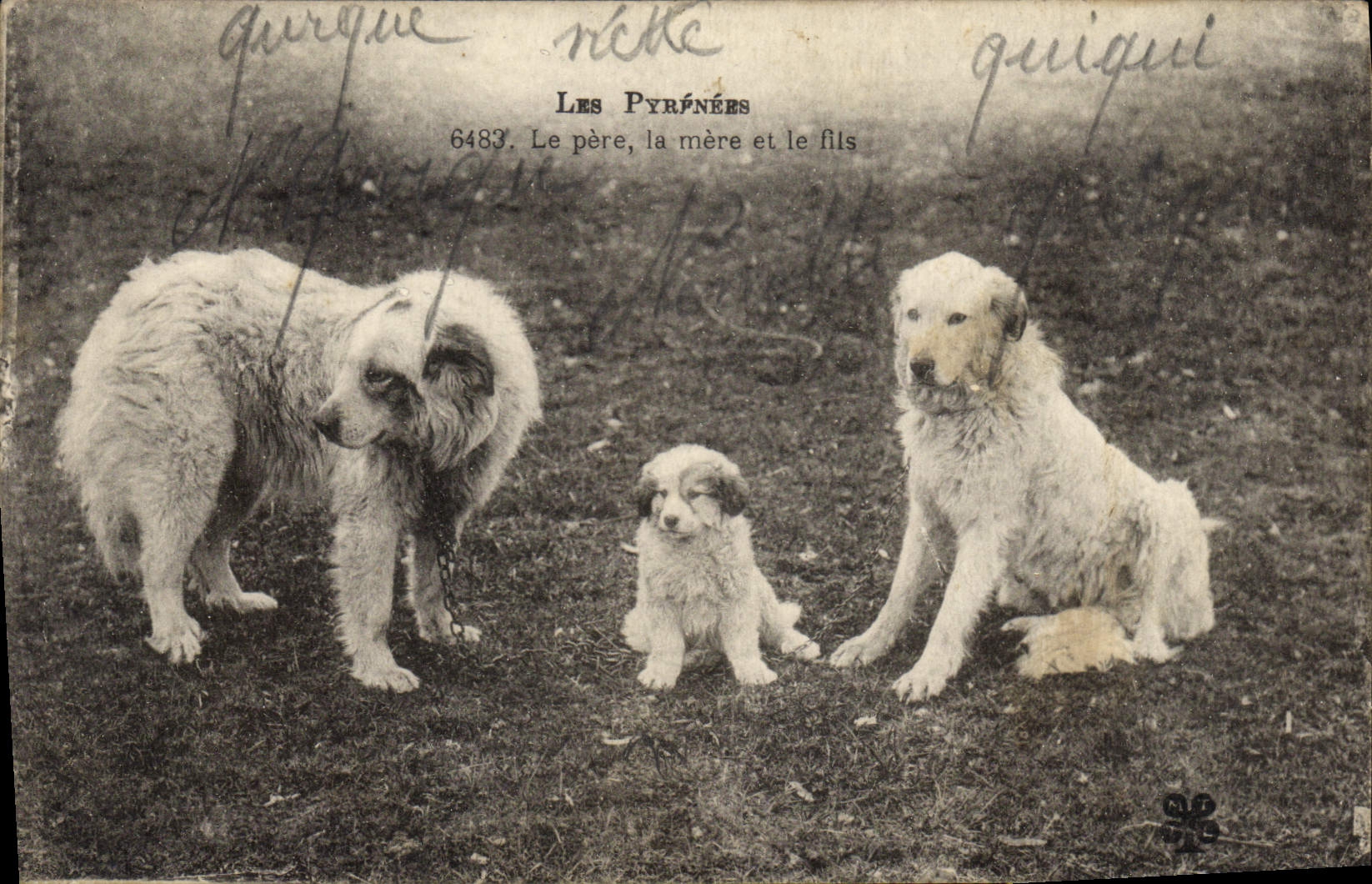 CPA Chiens Chien Pyrenees Le pere la mere et le fils 