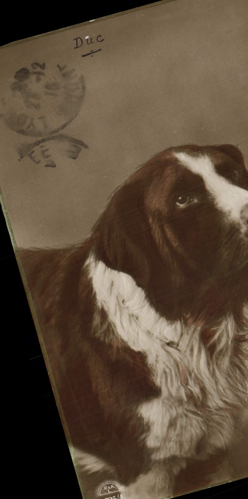 Vintage Postcard Dogs Dog